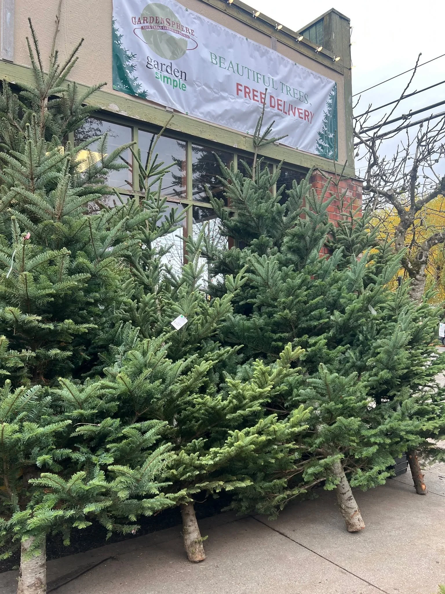 Let the Season Begin!! Trees/Wreaths/Garland/Poinsettias/&amp; Much more!! Things are just stunning this year.  First of many shipments of fresh cut trees are in and now ready for you!  AS ALWAYS FREE DELIVERY &amp; SET UP!!!!