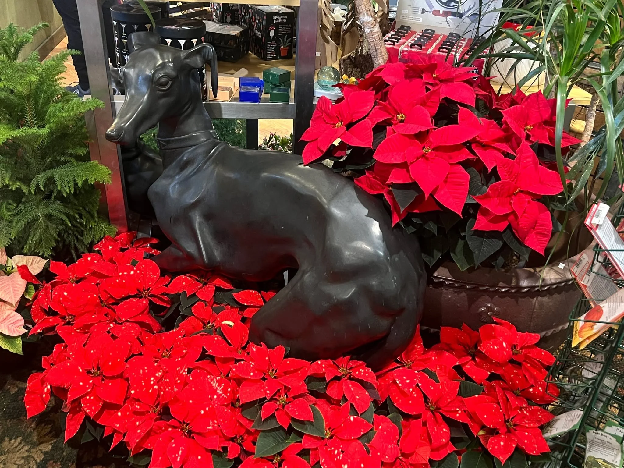 Poinsettias!!!!! 😍😍😍🤩🤩🤩🥳🥳🥳