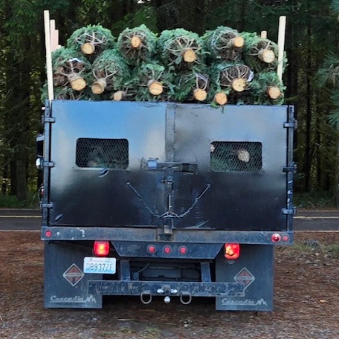 A Fresh Batch of Trees is here!! They are coming in stunning this year!! 🎄🎄🎄🎄🎄