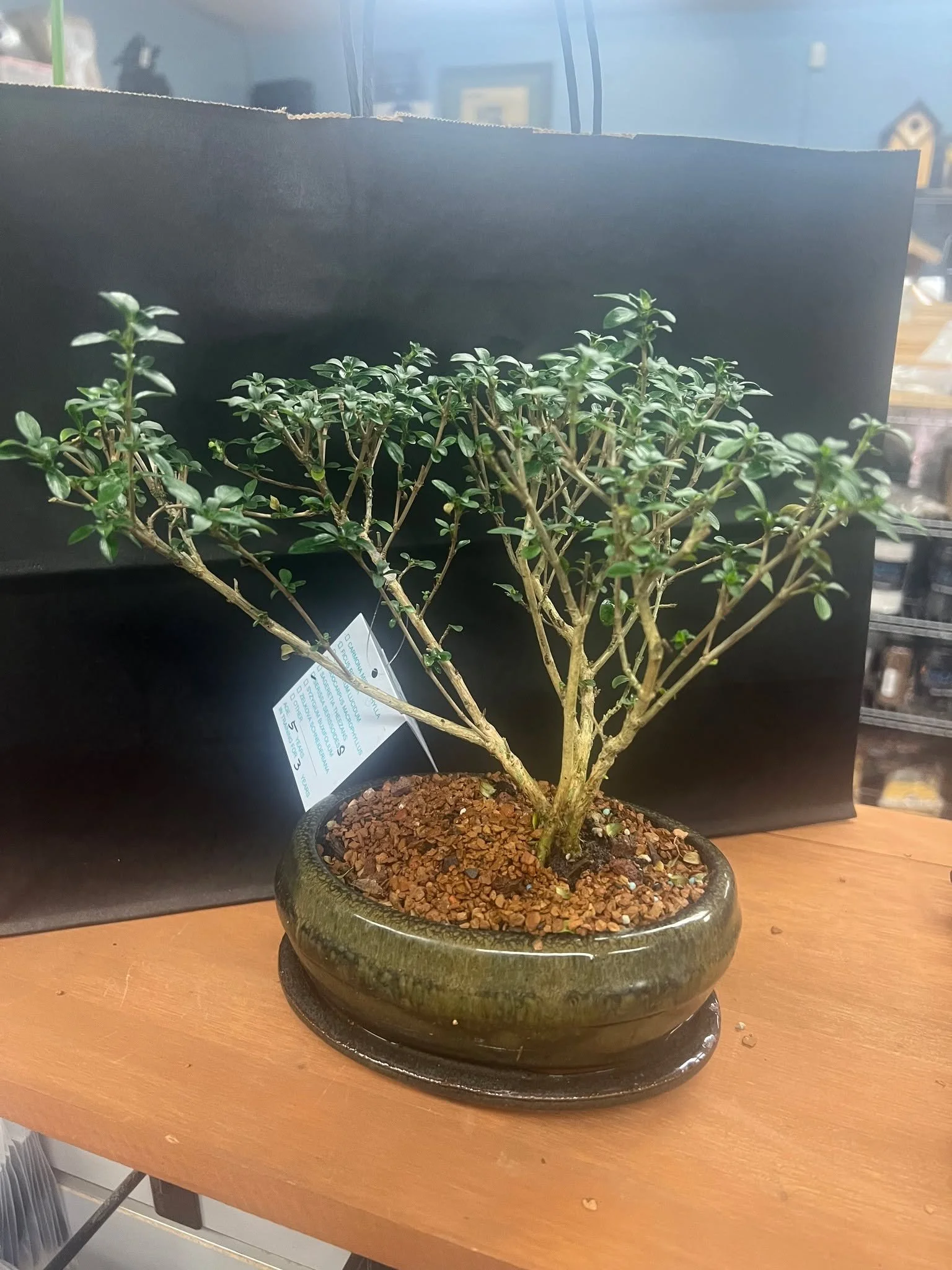 Bonsai another great last minute gift idea! 🎁🎄🎁