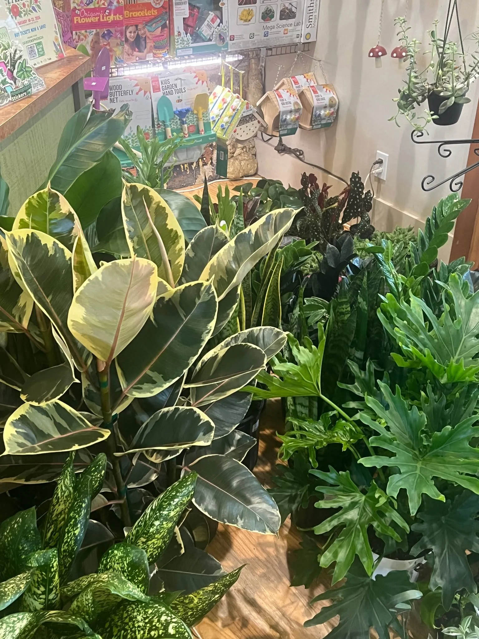 Plant party in the house! Two shipments, one day, zero regrets! 🎉 #gardensphere #tacoma #houseplants #plantsmakepeoplehappy #indoorplants #airpurifyingplants