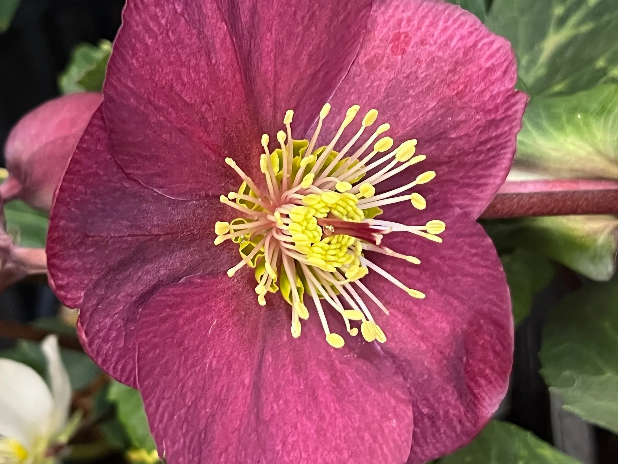 Winter got you down? Brighten up with our new shipment of Hellebores and Primroses - they're like a sunny disposition in plant form! 🌞