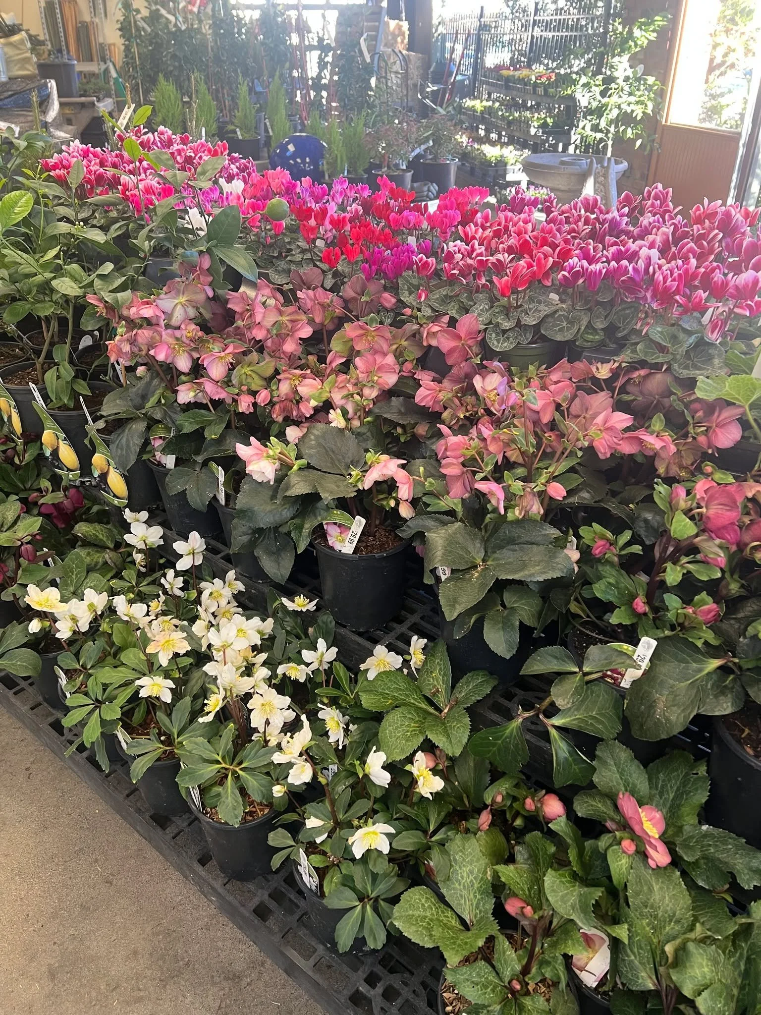 Looking for fun this weekend? Territorial seeds are restocked for 2026 if you wanna start planning your spring garden.  Great winter color is in if your pots need a refresh.  And dont forget ALL HOUSEPLANTS 30% OFF!!! Enjoy the sun!!!