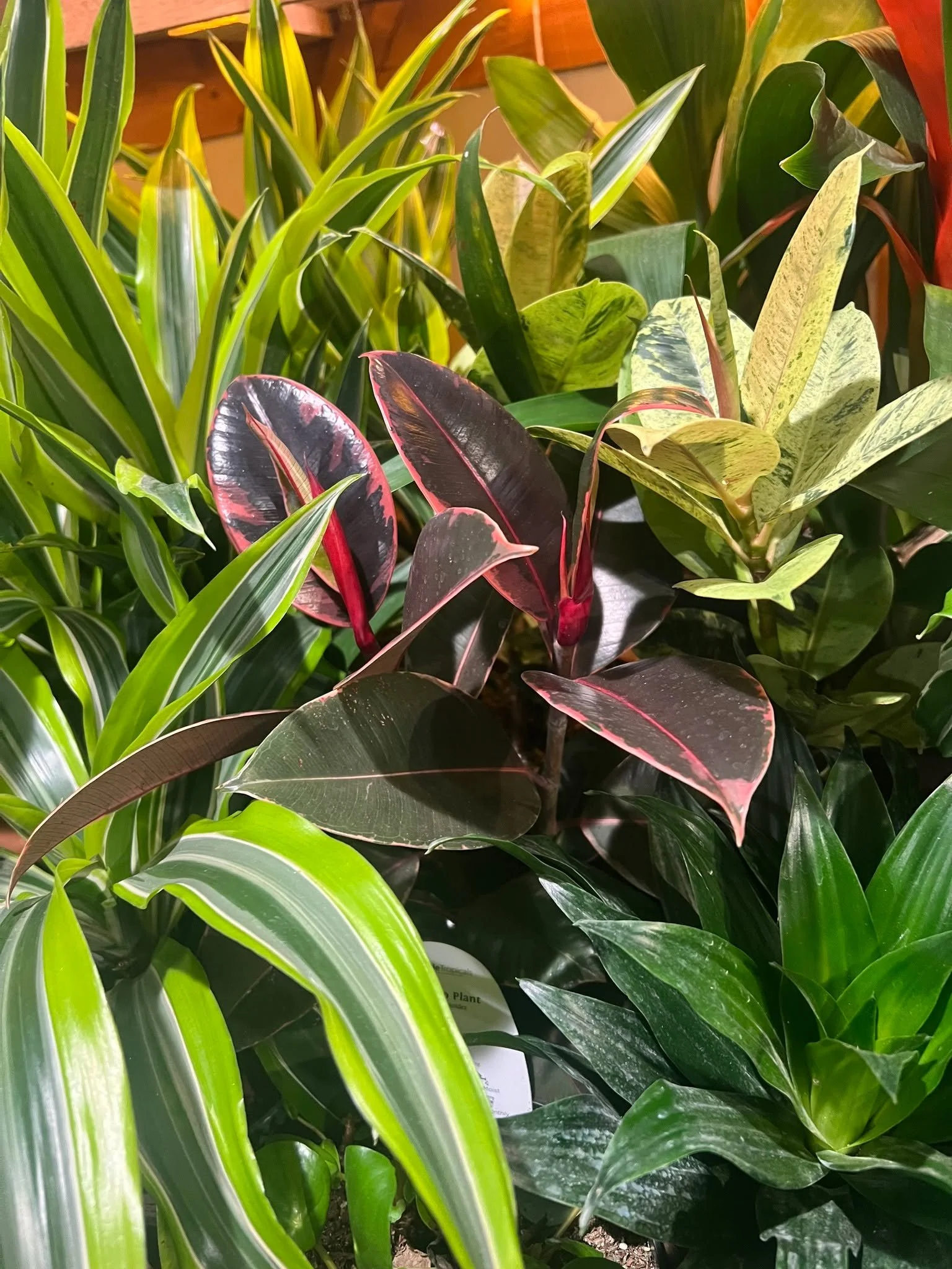 So many new houseplants!! Sale still rolling 30% OFF ALL HOUSEPLANTS!! #houseplants #houseplantsofinstagram #tacoma #gardensphere #proctordistrict