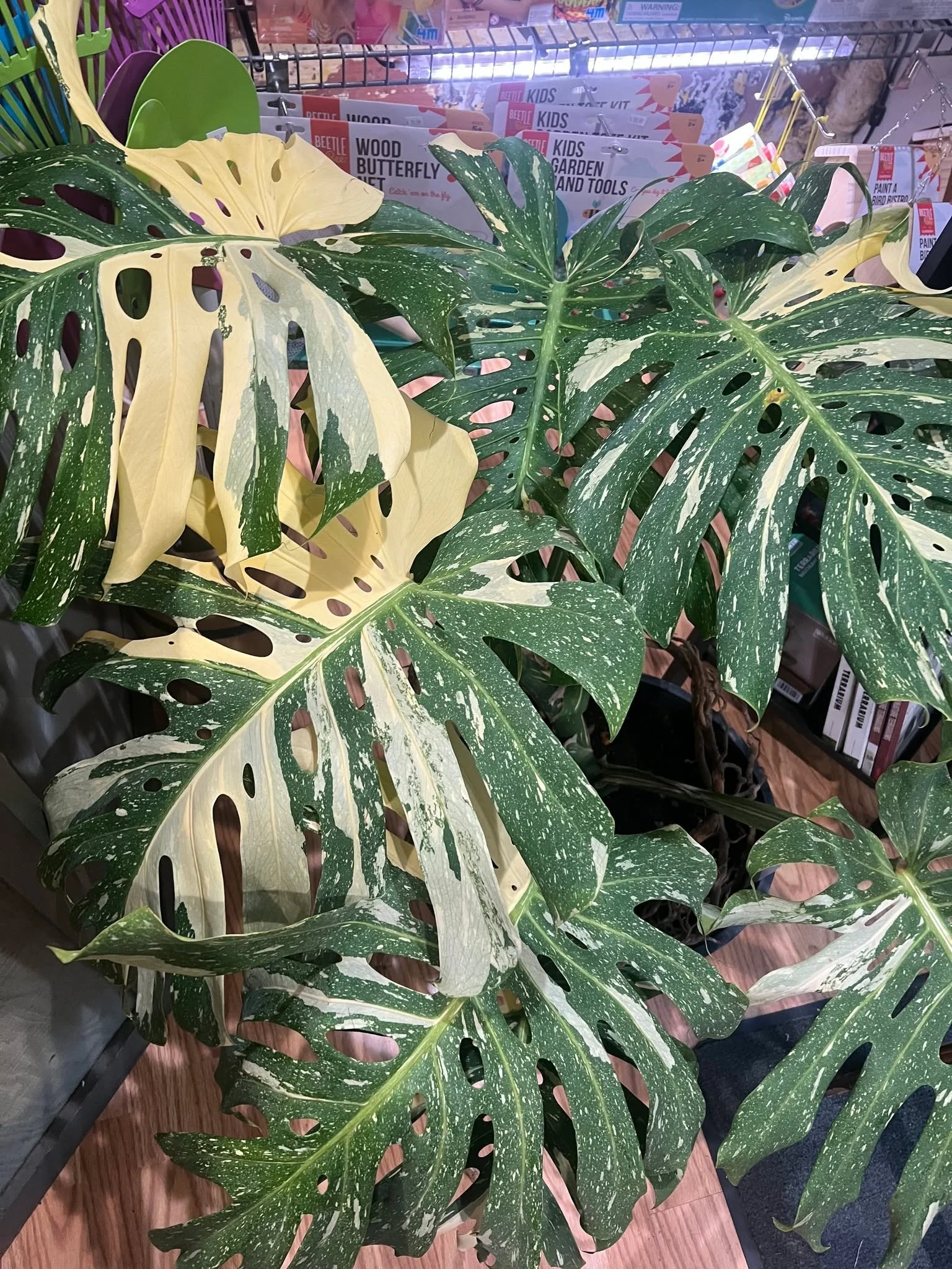 WOW 😍 Huge Thai Constellation has just arrived!!