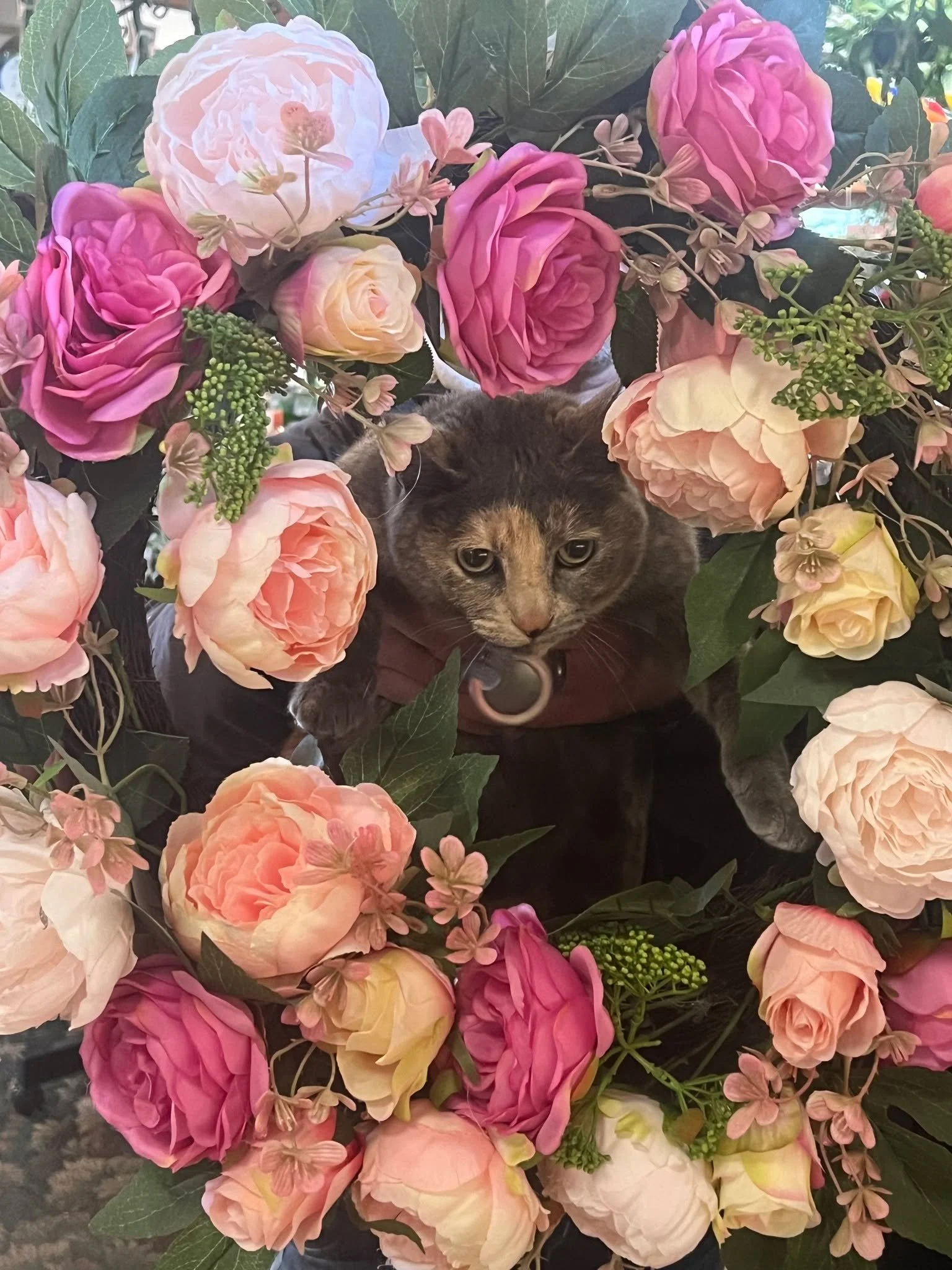 Brittney says Happy Valentines Day Weekend!  If you need any last minute gifts we have your answers! #tacoma #valentinesdaygiftideas #gardensphere #lovestory #shopcats
