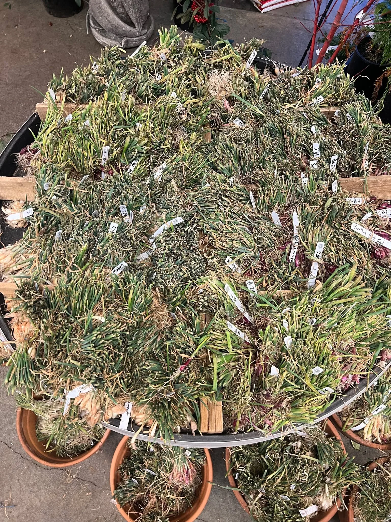 ONIONS AND ASPARAGUS!!!! Thats right its that time again!  10 varieties of Onions sets! Shallots &amp; Leeks.  Plus Purple and Green Asparagus!! #plantsmakepeoplehappy #onionsets #onions🧅 #gardensphere #gardenlife #tacoma