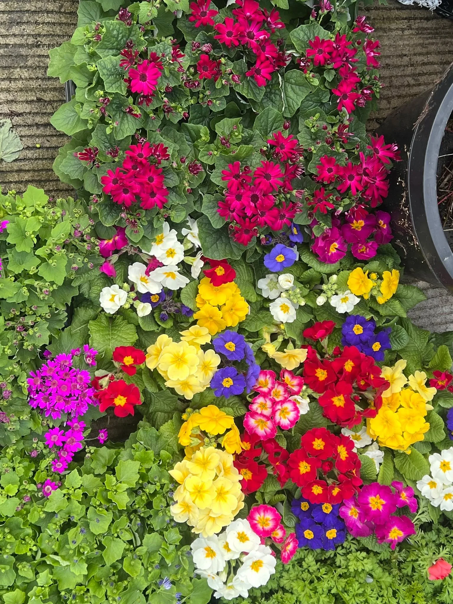 Plants, plants and more plants! Bulbs, primroses, hellebores, the first herb and cold water veggie starts are in as well! #plantsmakepeoplehappy #tacoma #springbulbs #herbs #gardensphere