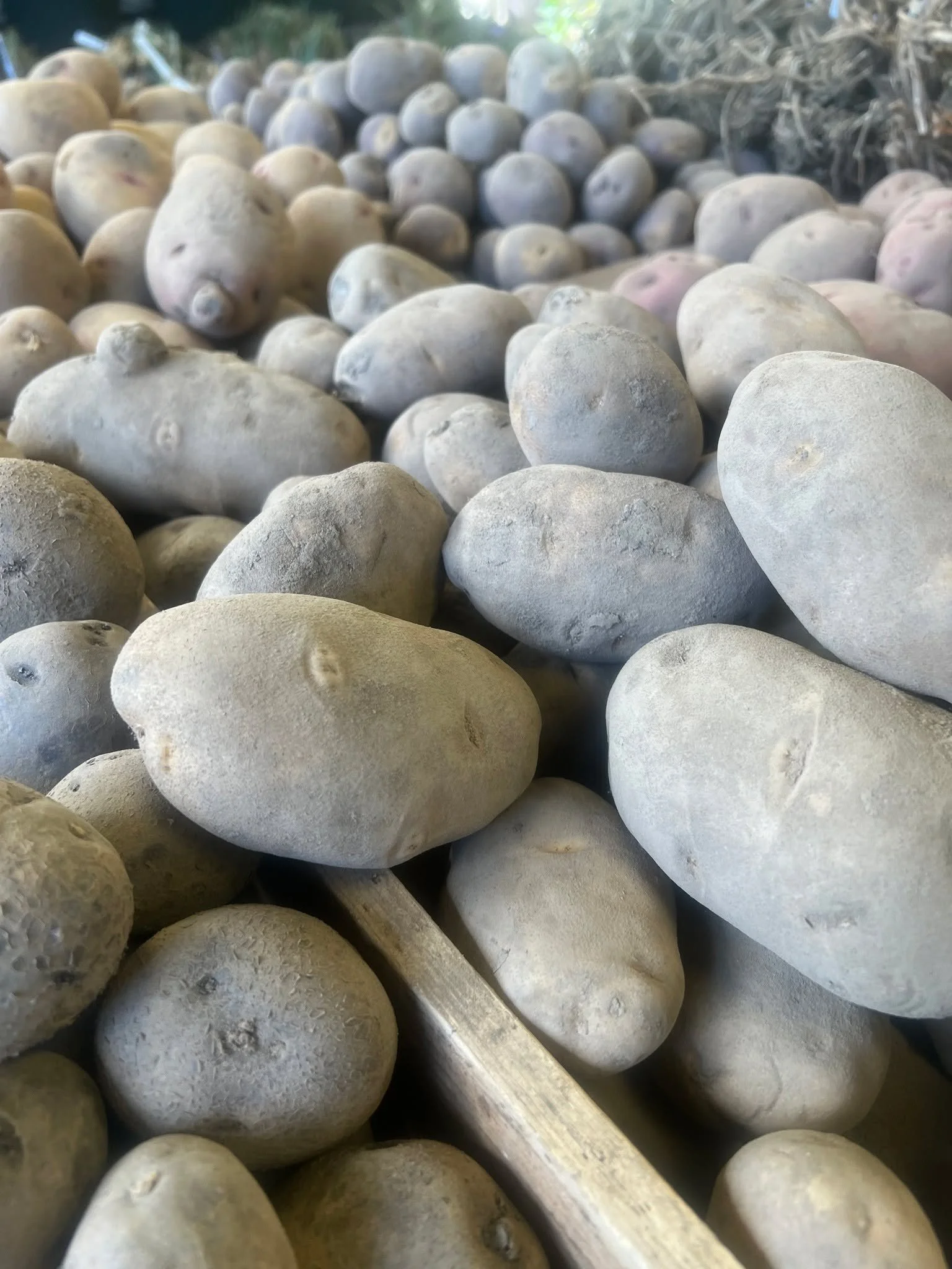 Potatoes are in!! 12 different varieties!! 🥔🍠 #potatoes #seeds #seedpotato #gardening #tacoma #gardensphere