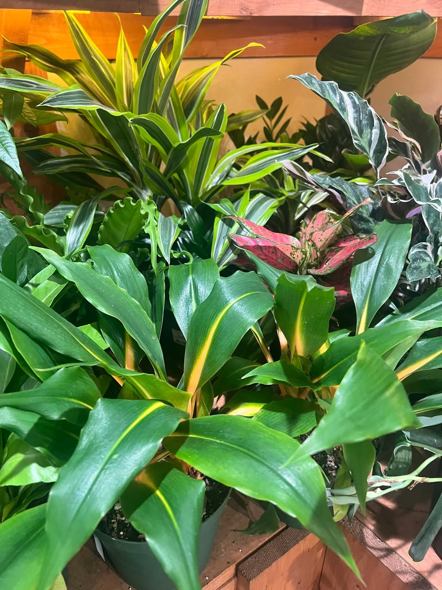 Houseplants and Puzzles!  Great cold snowy day activities!