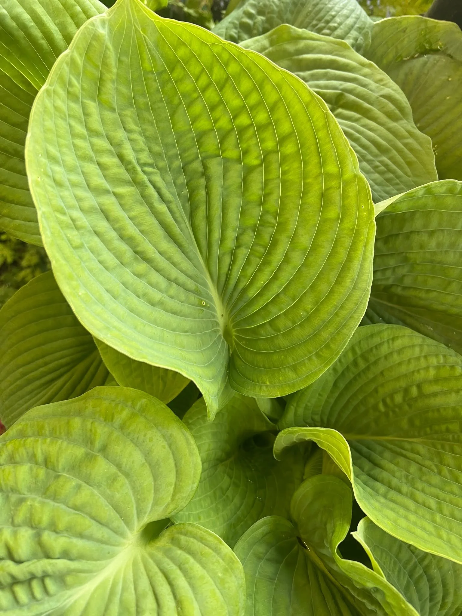 So nice to see more and more color opening up on the plants! #plantsmakepeoplehappy #tacoma #gardening #spring #gardensphere