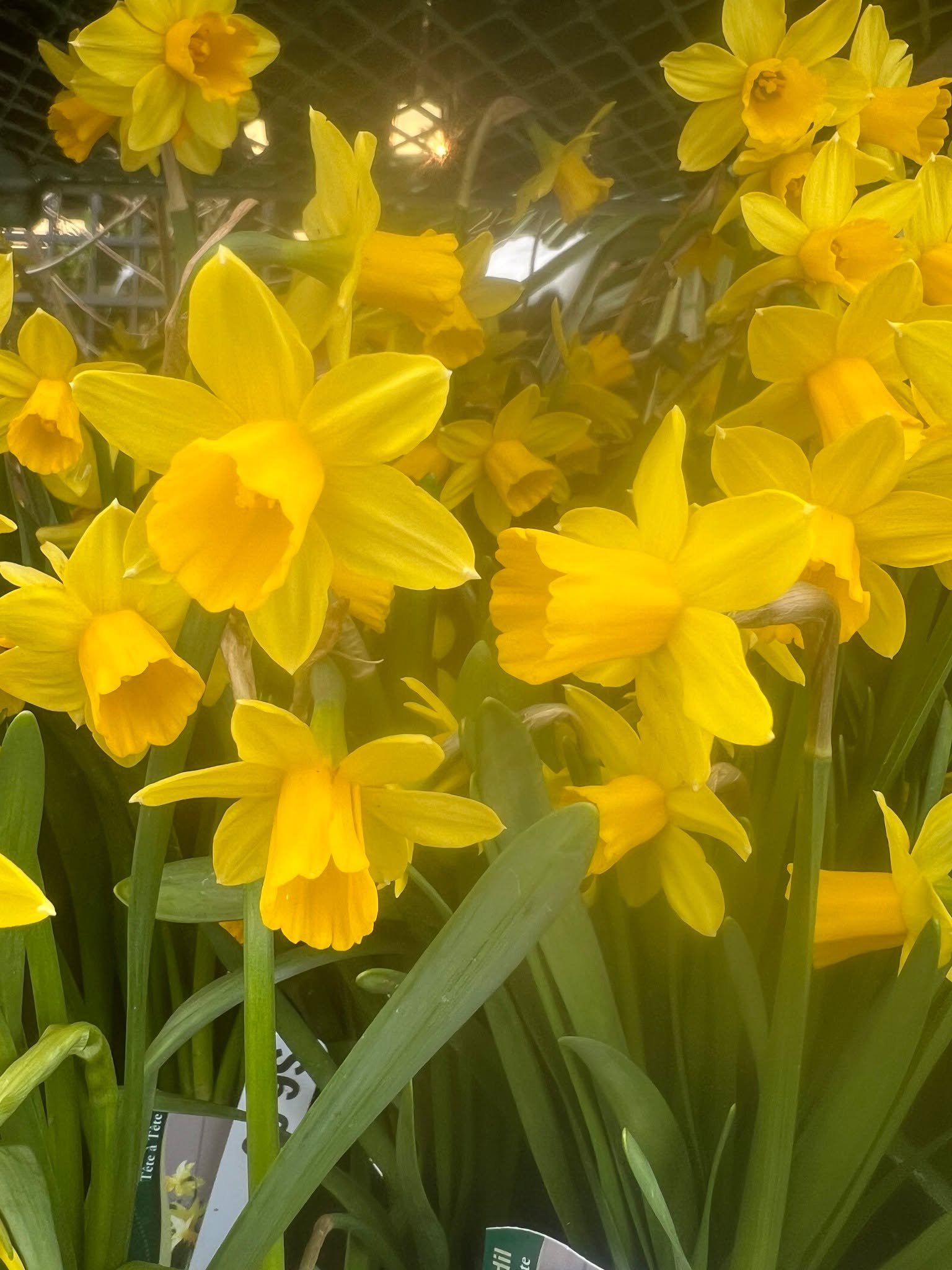 They say that spring is coming..... A little cold at the moment, but plants are springing!! #spring #GardenInspiration #gardensphere #plantsmakepeoplehappy