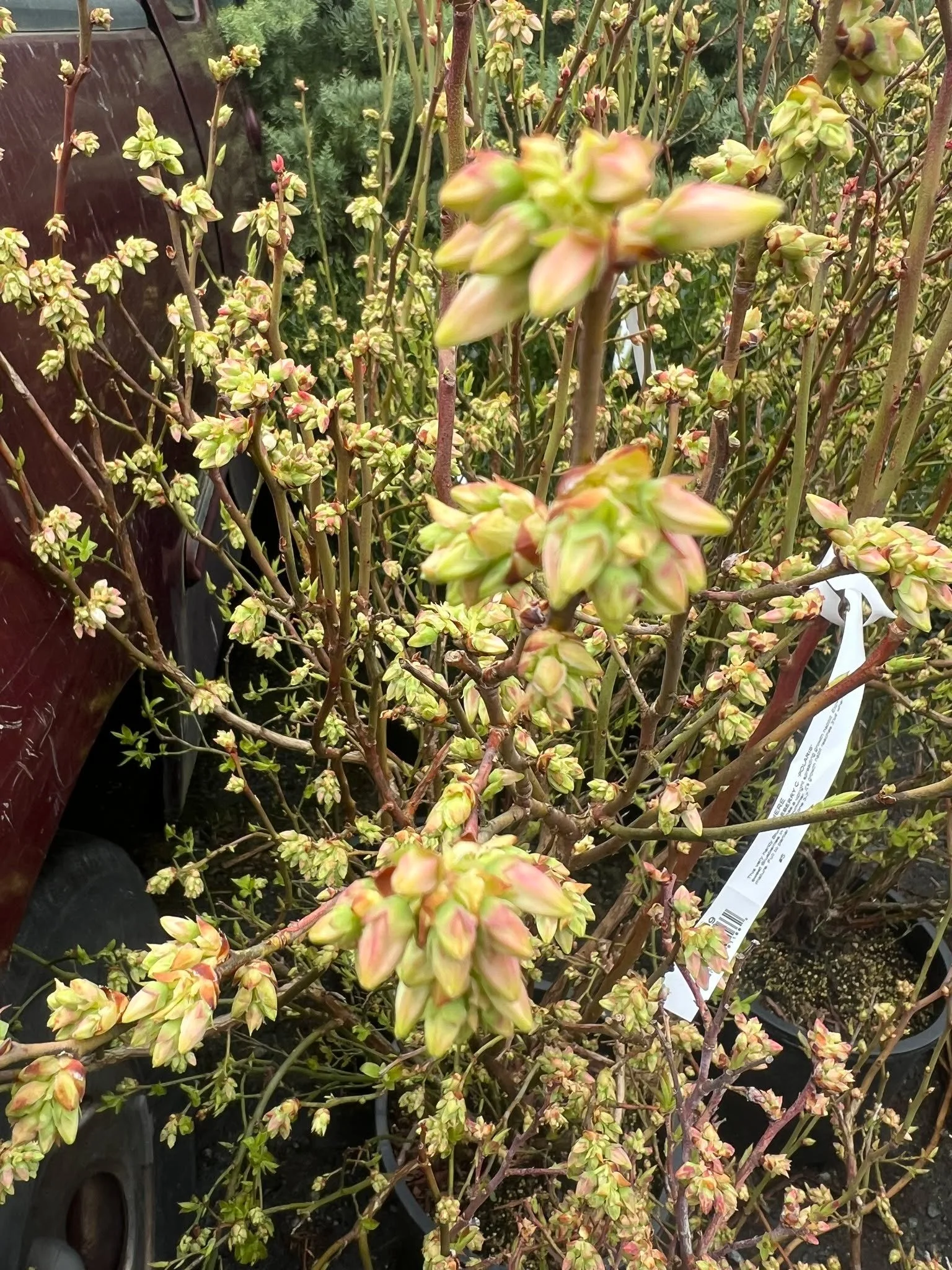 So many Blueberries!! Heavily budded up for great production!  Available in 1 gal, 3 gal, and 5 gal pots!! 🫐🫐🫐🫐🫐🫐🫐🫐🫐 #blueberry #garden #gardensphere #plant #Tacoma #charlotteblueberrypark