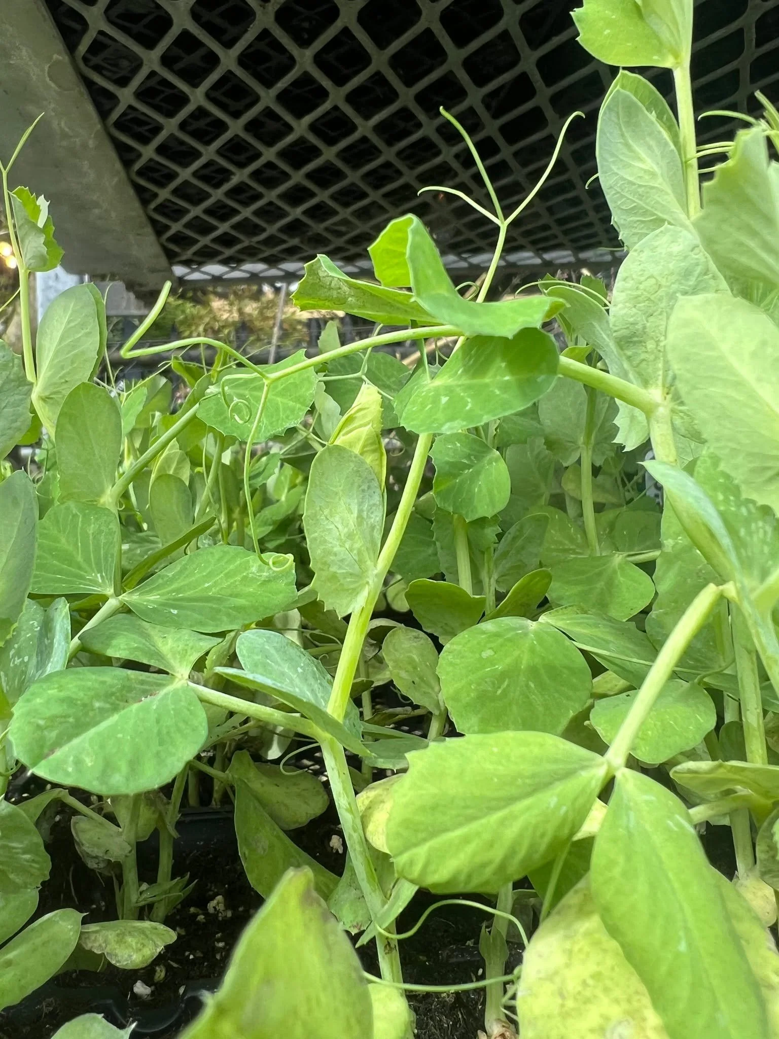 Happy Spring!! Veggie starts, Strawberries, Raspberries, and Blueberries now in stock and will keep rolling in every week!! Garden Time.  Lets Go!  #spring #springhassprung🌸 #vegetablegarden #tacoma #gardensphere