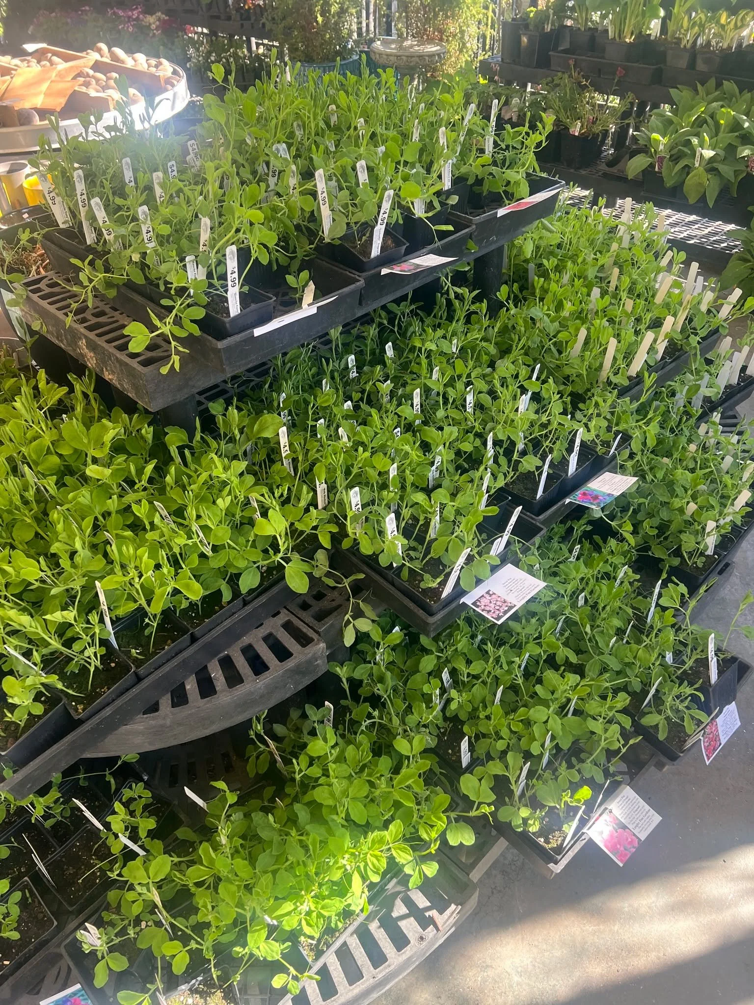 The first shipment from Langley Fine on Vashon has arrived!  That means 25 different varieties of SWEET PEAS!! Enjoy the Sun everyone!! #garden #sweetpeas #plant #tacoma #gardensphere