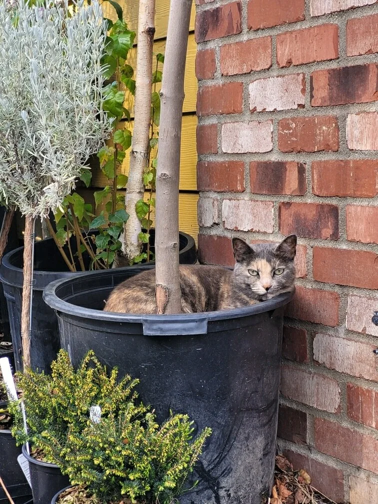 Brittney says hi on a sunny Saturday! ☀️☀️ #cats #catlife🐾#gardensphere #tacoma