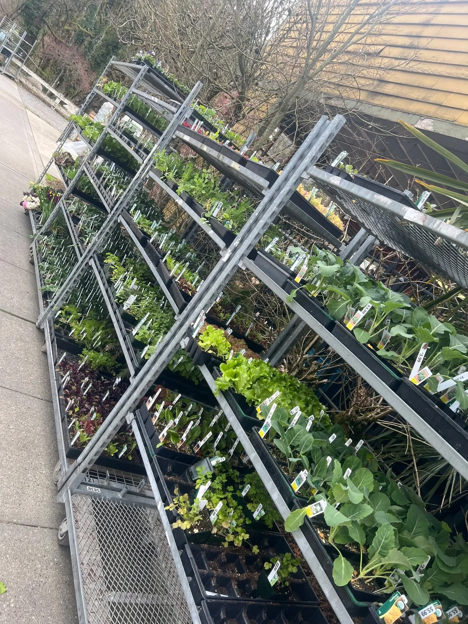 Cool weather veggie starts and seeds now in!! Time to get that veggie garden going! #food #vegetablegarden #tacoma #plant #gardensphere