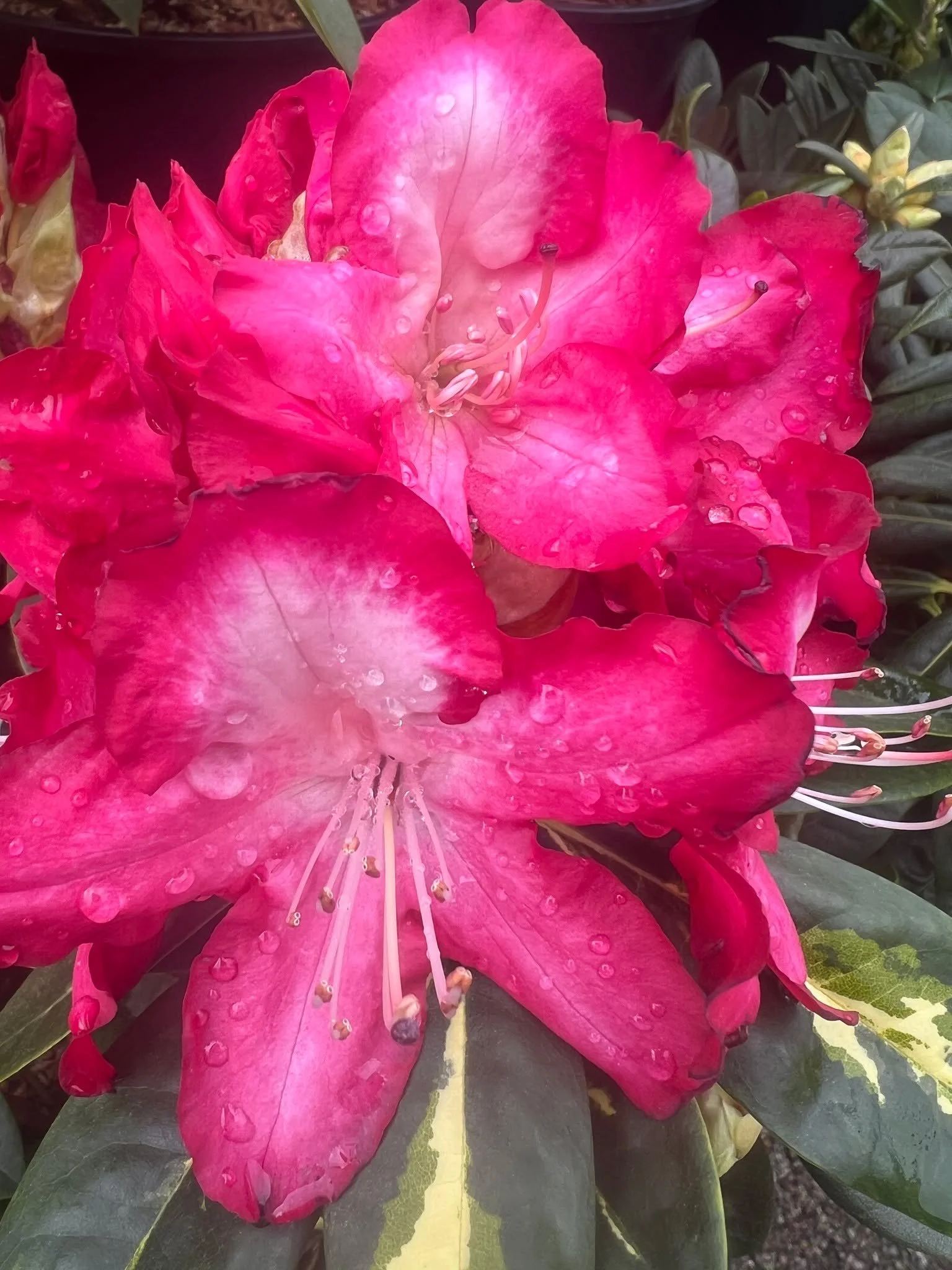 Rhododendrons Our State Flower.  So Glorious when they show their annual true beauty.  Make sure to keep new planted ones well watered their first few summers, as they have shallow root systems so they need a little help to get established.