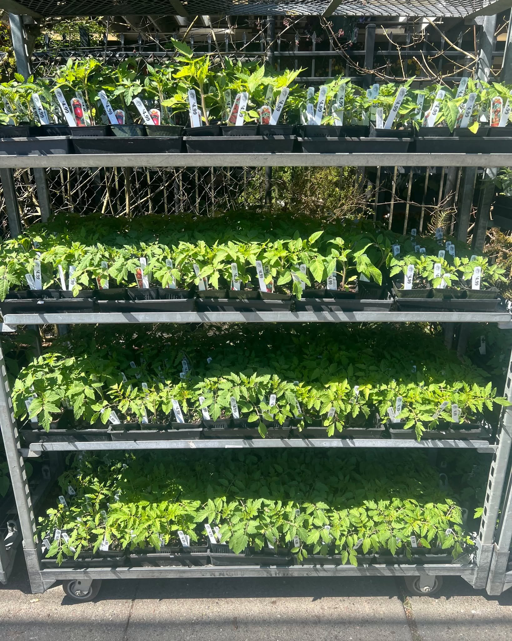 Langley Fine Tomatoes are in!  Langley Fine is one of our favorite growers growing tons of unique plants.  We were told this will be the ONLY SHIPMENT of Tomatoes from Langley this year.  We did get 96 FLATS so there is alot, and we will continue to 