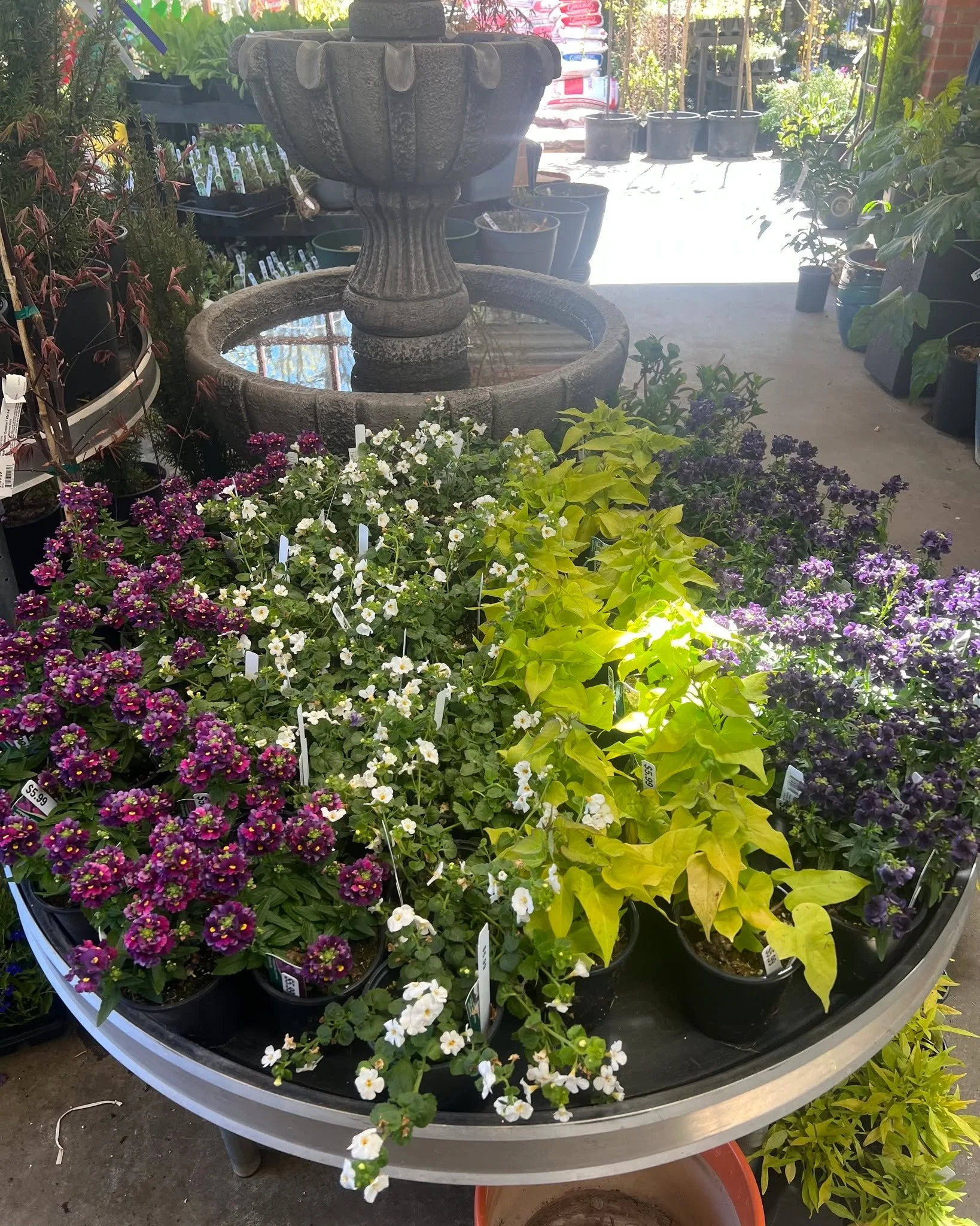 12 New deliveries in the last 3 days!! Racks and Racks and Racks of Plants!!! #gardensphere #plantsmakepeoplehappy #plants #gardening #tacoma