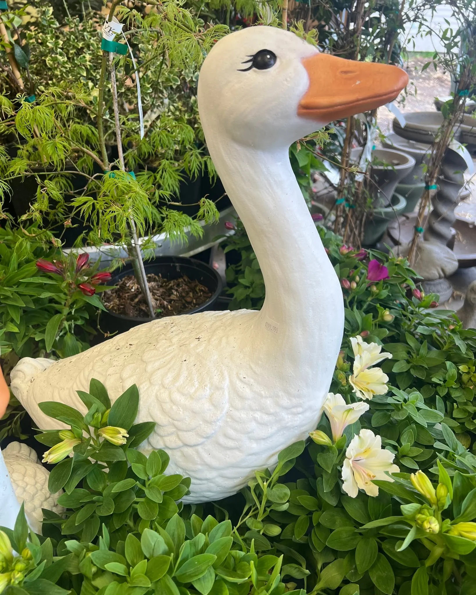 GEESE!!! #porchgoose #porchgeese