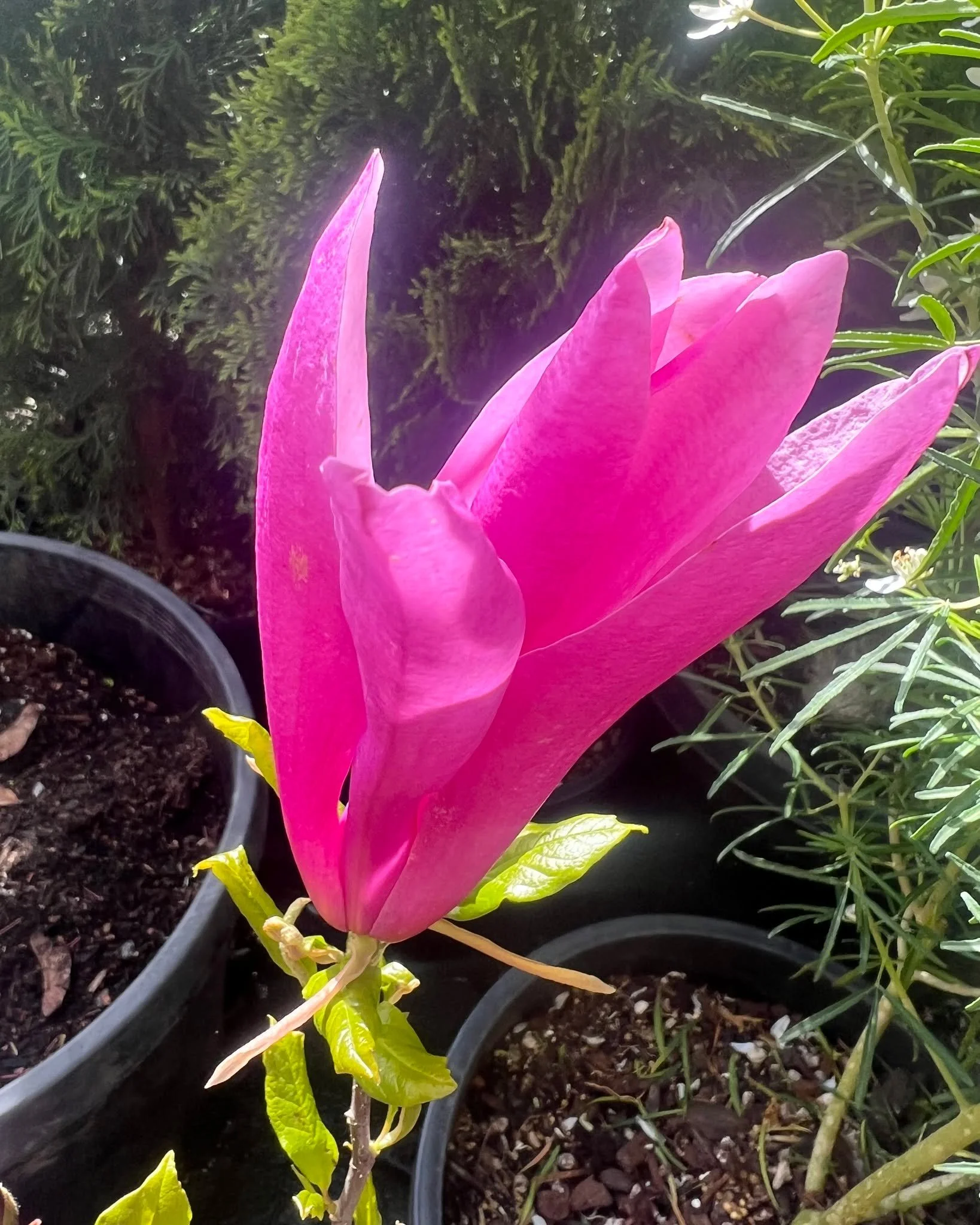 Good morning from your local garden center!  Enjoy the beautiful weather everyone!! #sunnydays #plantsmakepeoplehappy #gardeninspiration #garden #plants #tacoma
