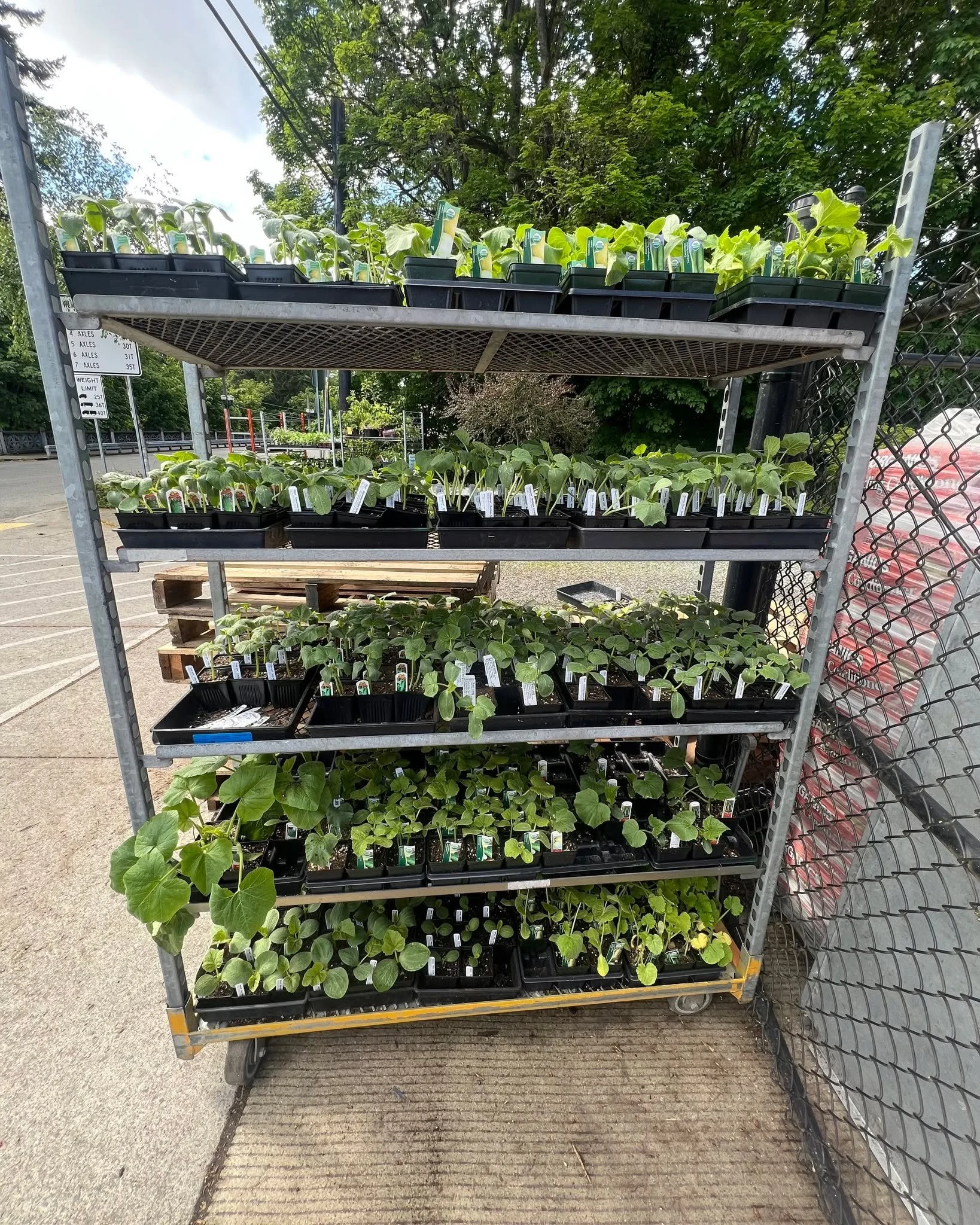 Over 12 Varieites of Cucumbers.  This will be our biggest selection of Cucumber starts all year!! Great time to get them in the ground!  Oh and hundred of new Basil plants as well! 😍😍😍 #gardening #tacoma #gardensphere #proctordistrict #gardeningma