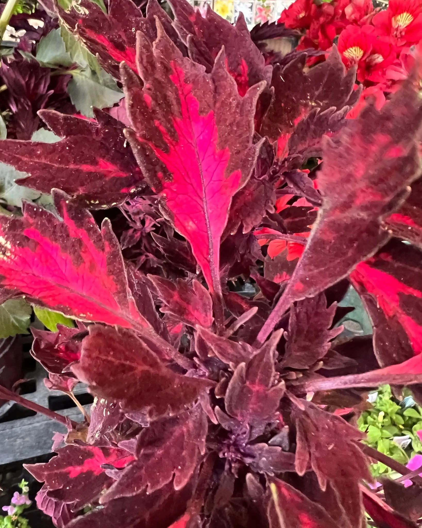 Color around the nursery arriving almost daily!