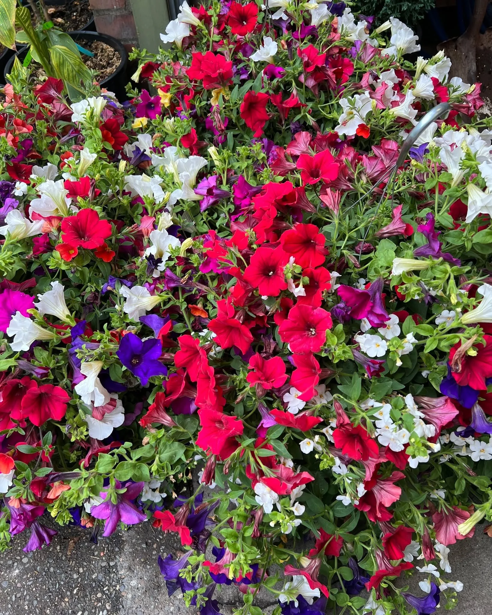 Hanging basket restock!  Mixed, Fuchsia, Ferns and more!! #gardensphere #gardening #tacomawa #hangingbaskets #plantsmakepeoplehappy
