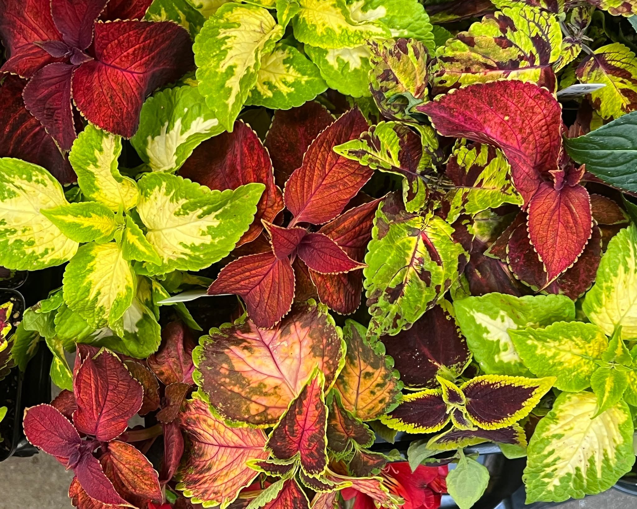 Beautiful Color 😍😍😍😍 #plantsmakepeoplehappy #gardening #gardensphere