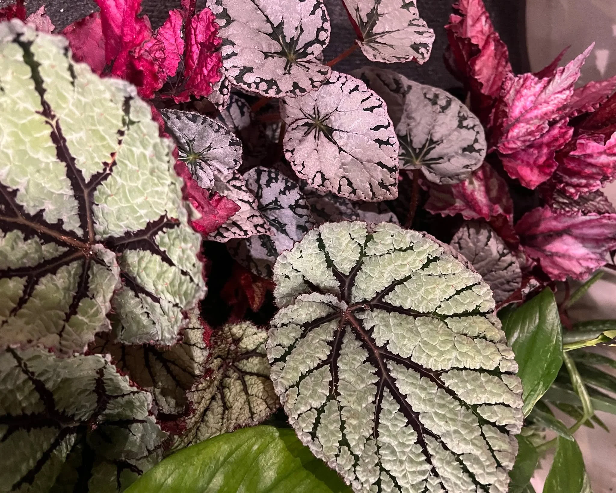 Fresh Houseplants! So many cool plants!! #houseplants #plantsmakepeoplehappy #gardening #tacomawa #gardensphere