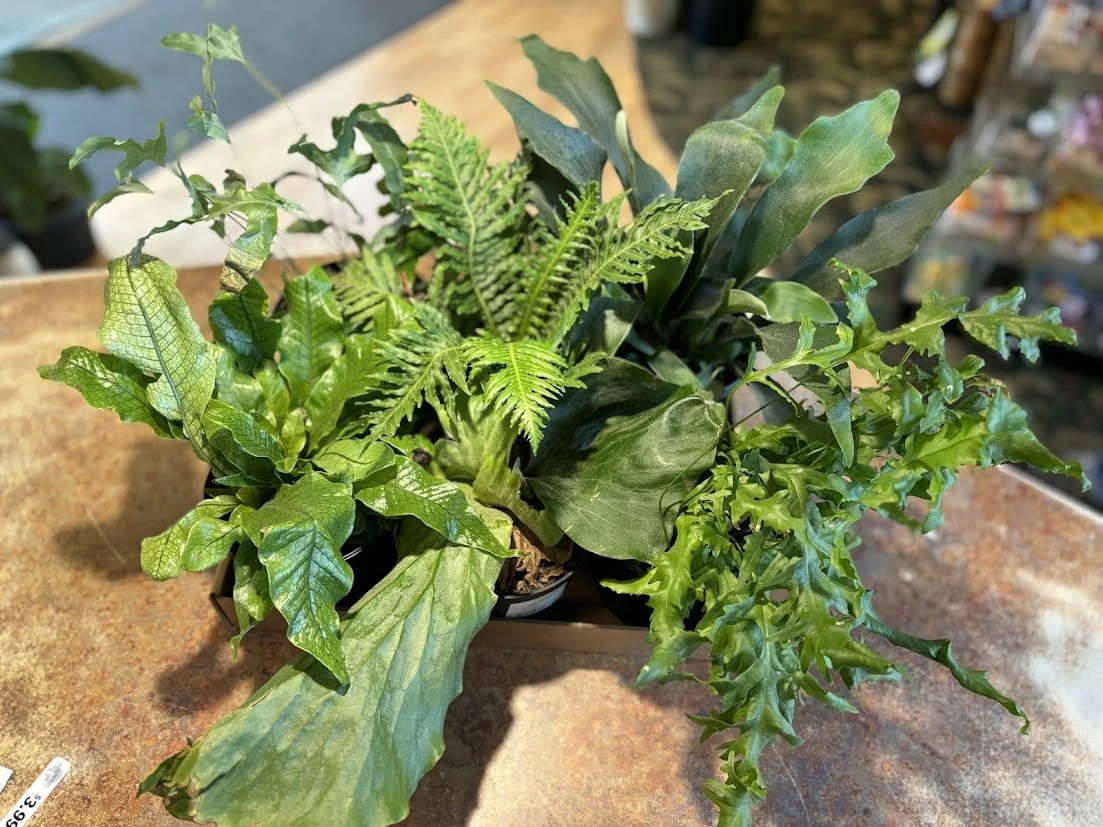 Ferns--Low light, consistent moisture