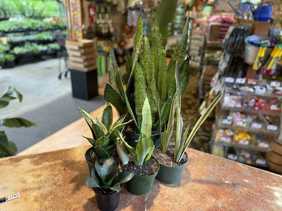 Snakeplants--Low light, fully dry between waterings