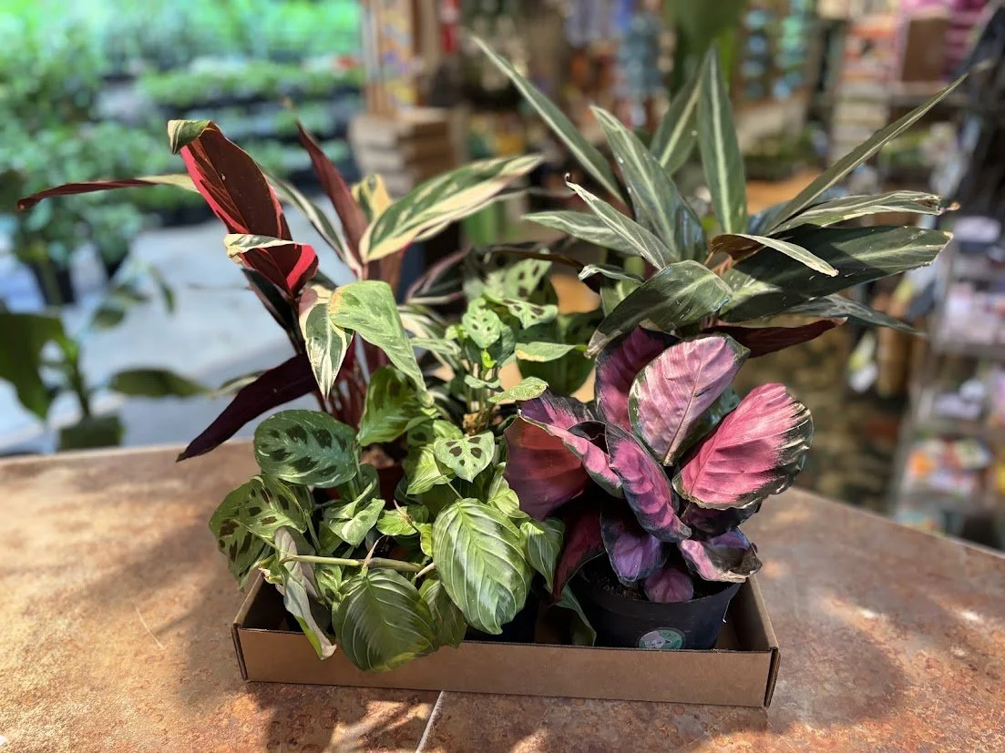 Prayer Plants (Calathea, Maranta, Stromanthe)--Medium/Low Light, consistent moisture