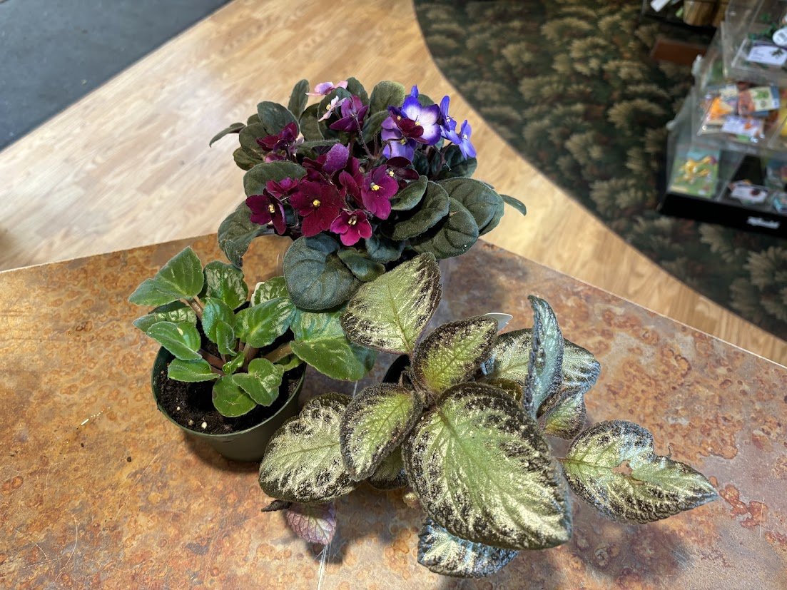 African Violets--Bright light, consistent moisture
