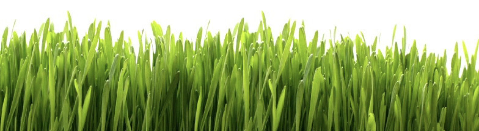 1762981183539blob.jpg (Copy)