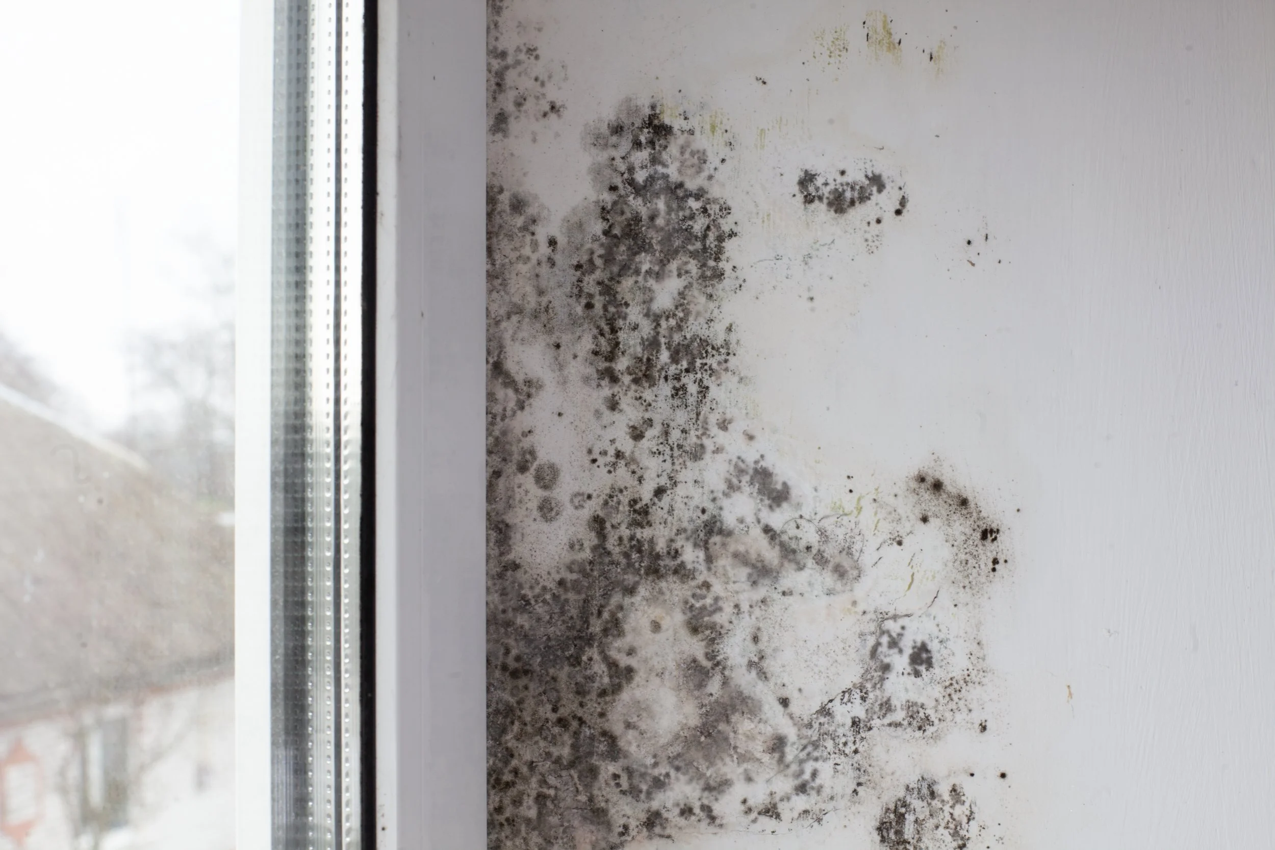 Mold Damage.jpg