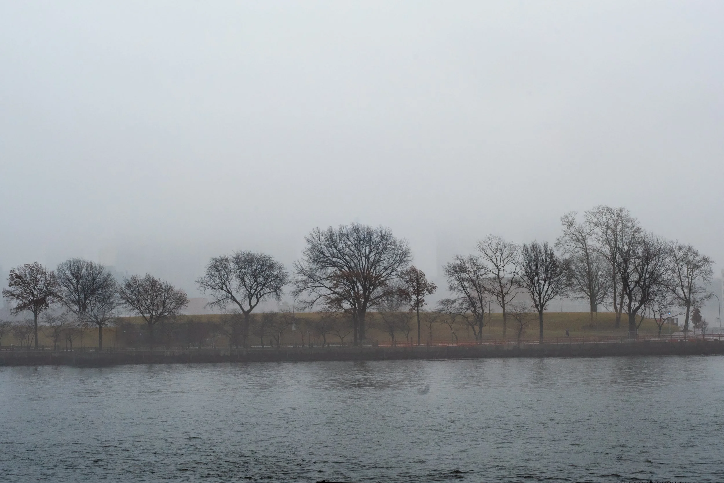 Trees and Fog