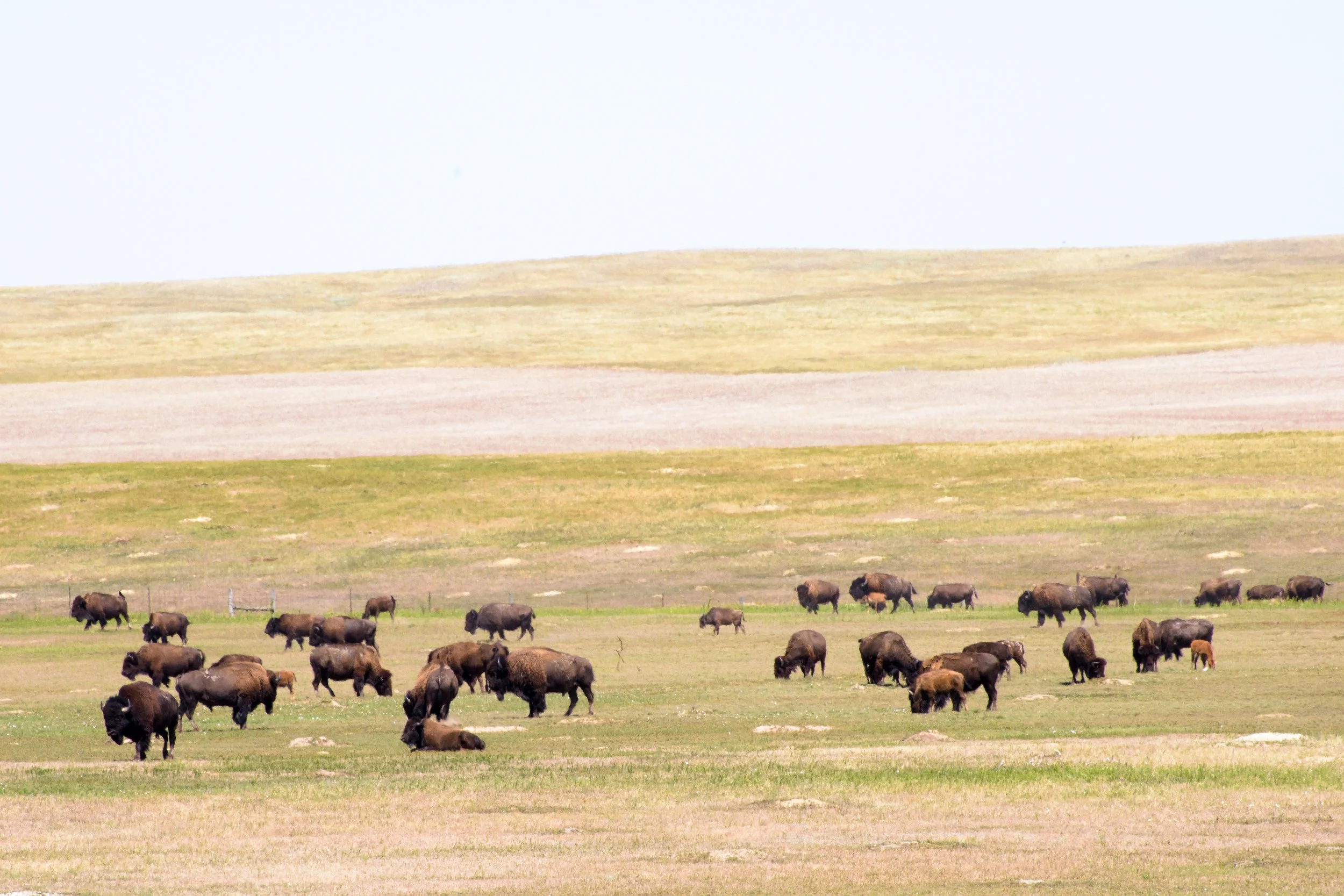 Badlands Bisons