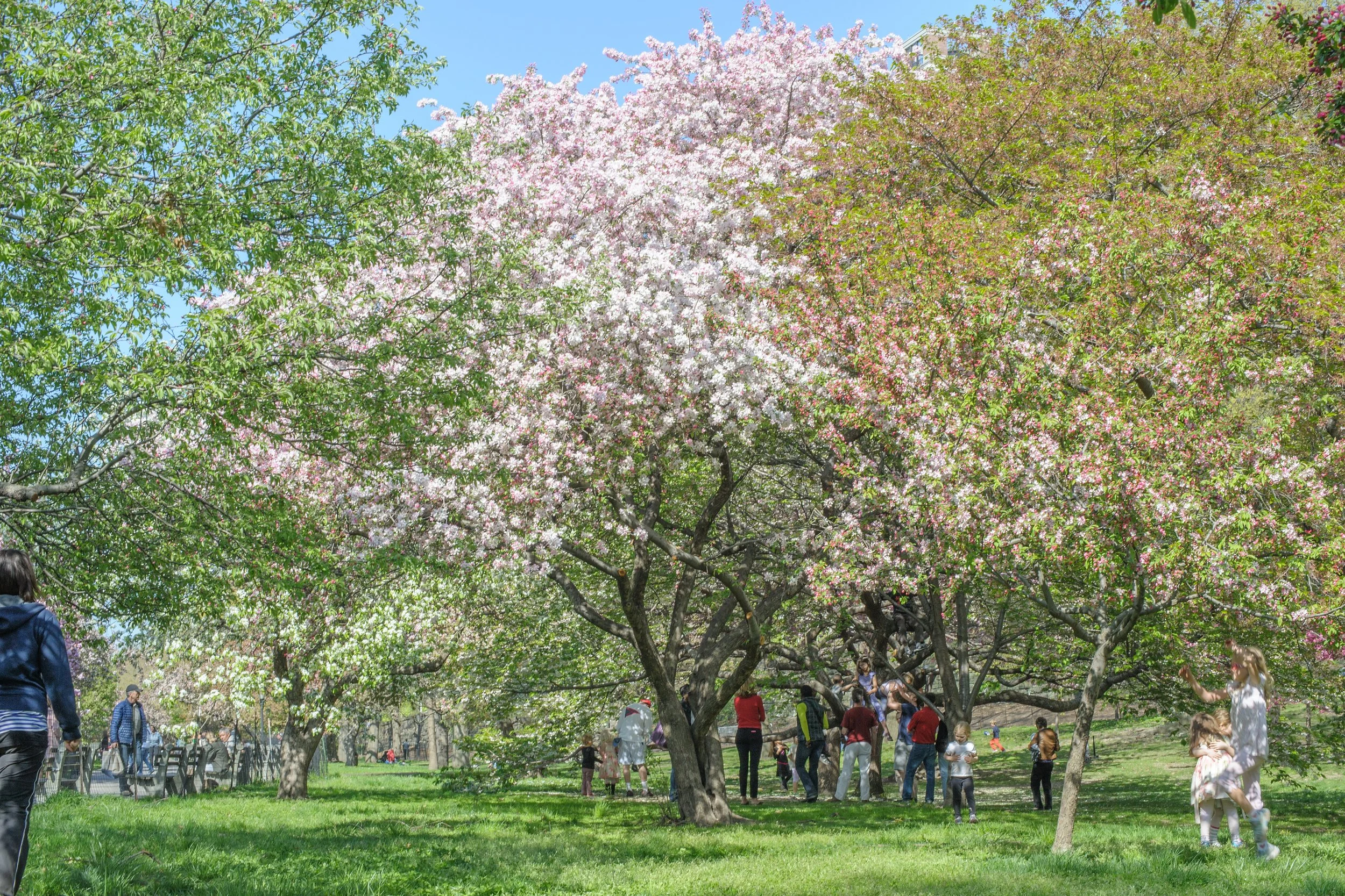 Springtime In The Park</br> New York City