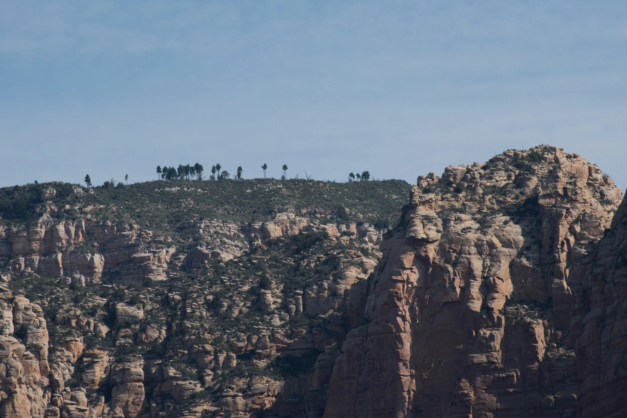 Trees On The Ridge, AZ