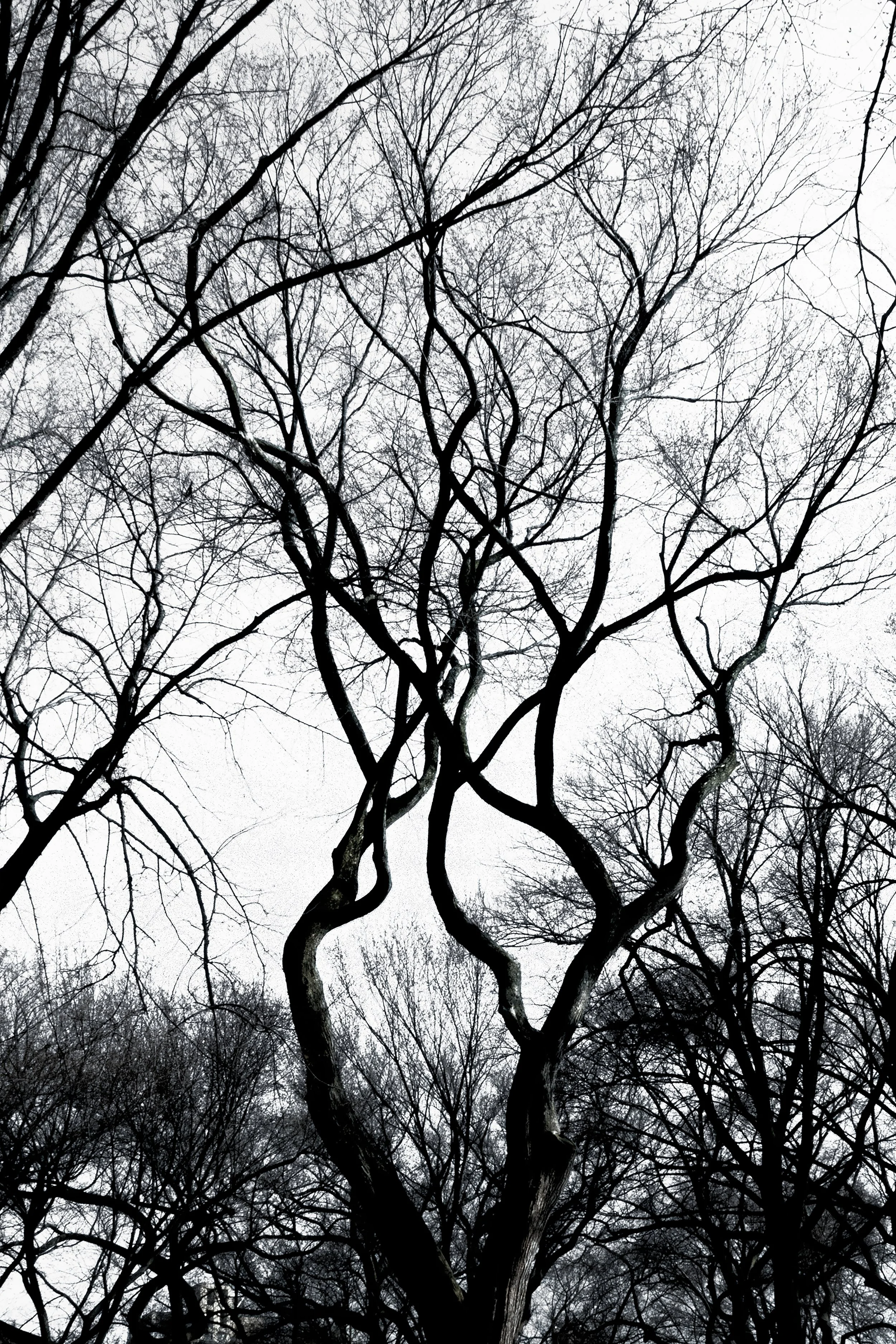 Elms Dance 3-F.jpg