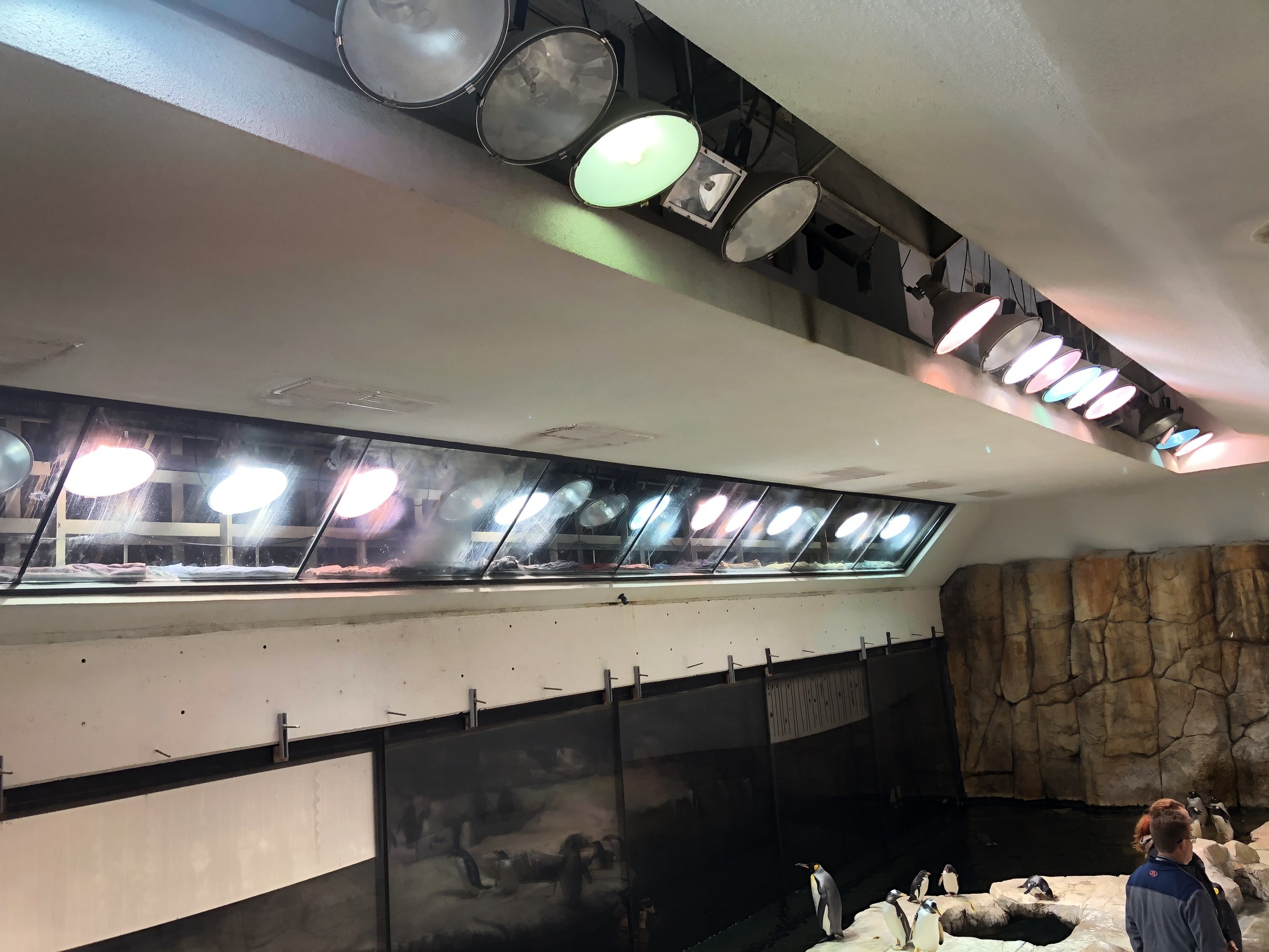 Henry Doorly Zoo Penguin Exhibit Installation, Commercial Installation, Decorative Finishes & plaster by Custom Artisan Finishes