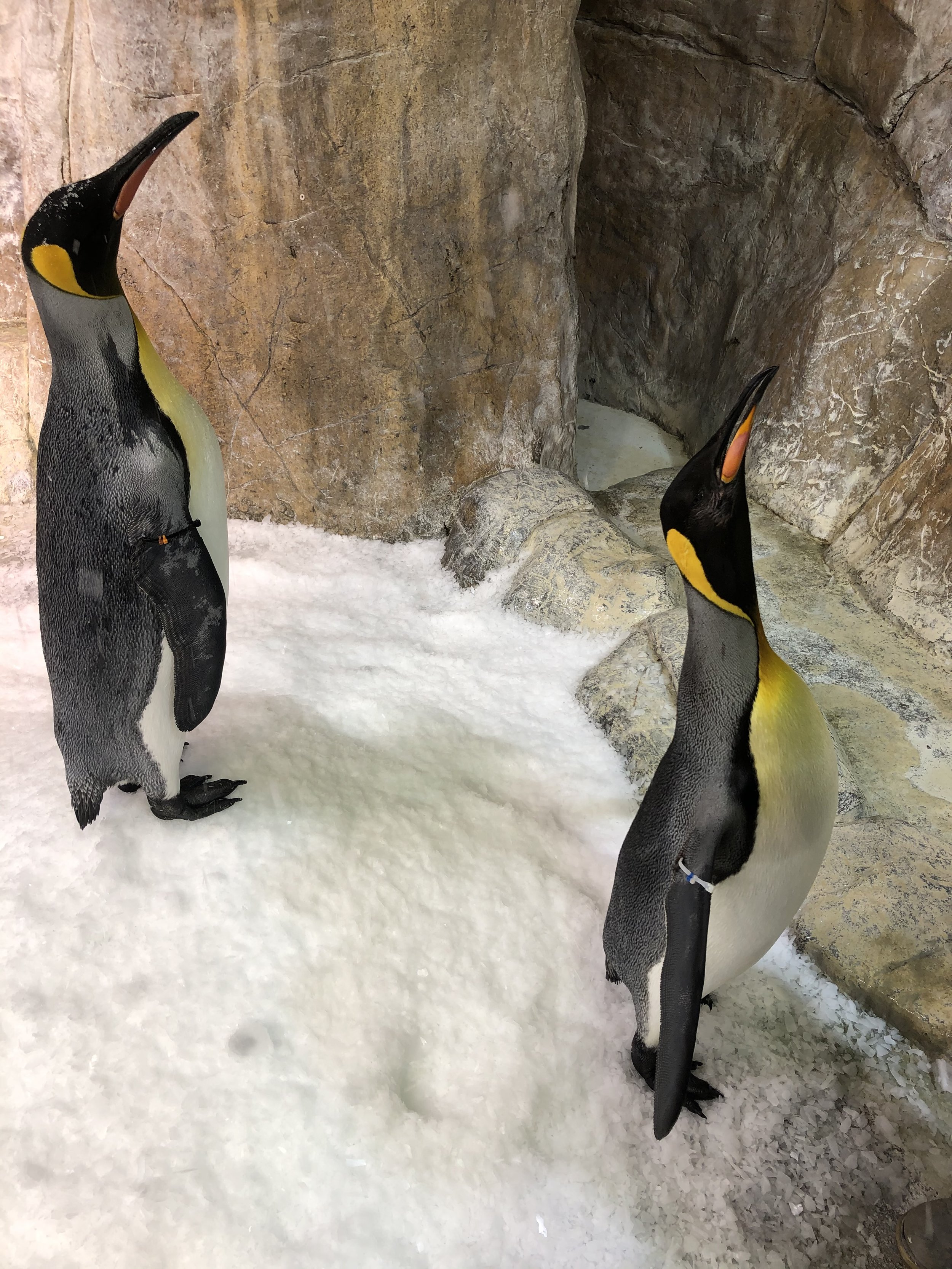 Henry Doorly Zoo Penguin Exhibit Installation, Commercial Installation, Decorative Finishes & plaster by Custom Artisan Finishes