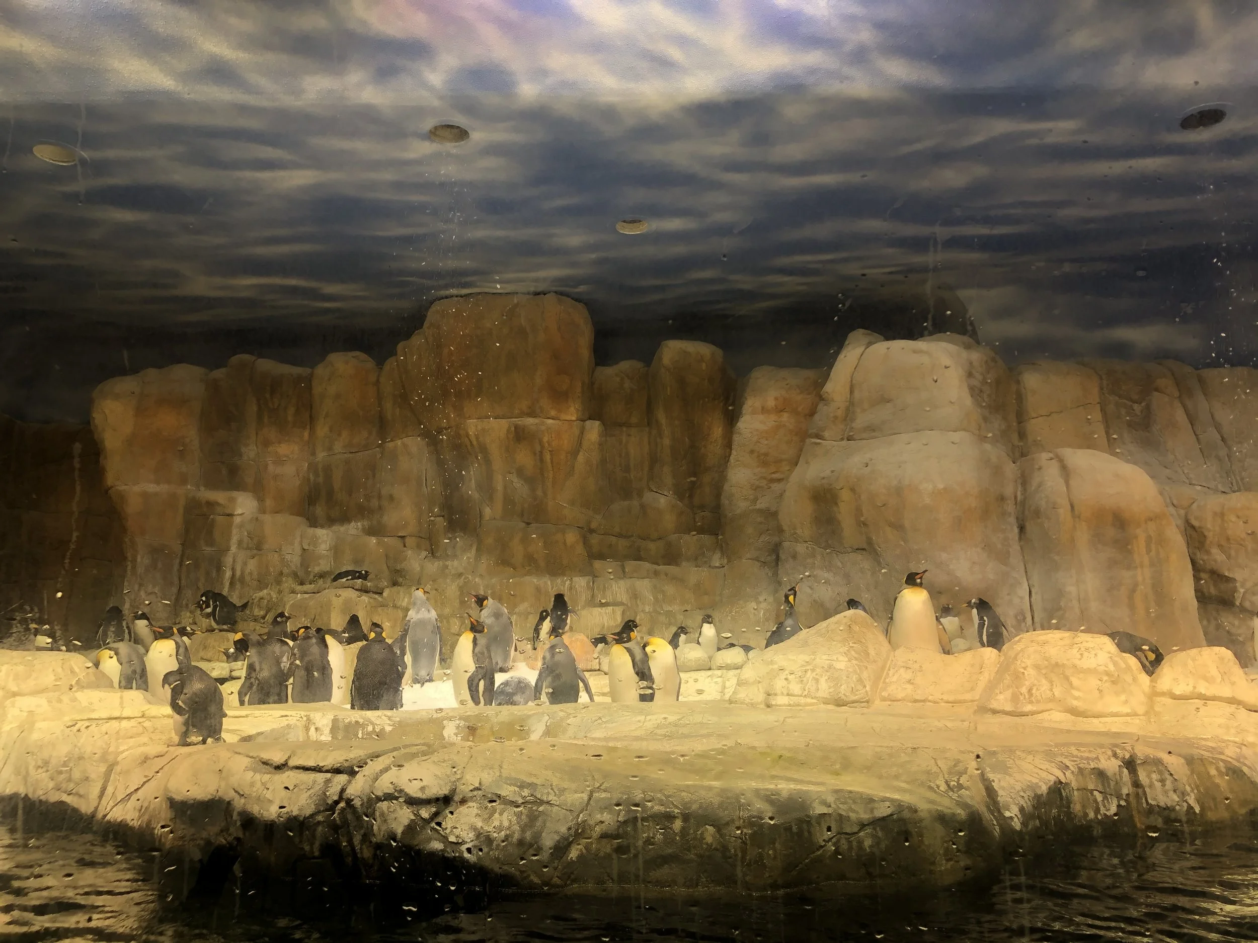 Henry Doorly Zoo Penguin Exhibit Installation, Commercial Installation, Decorative Finishes & plaster by Custom Artisan Finishes