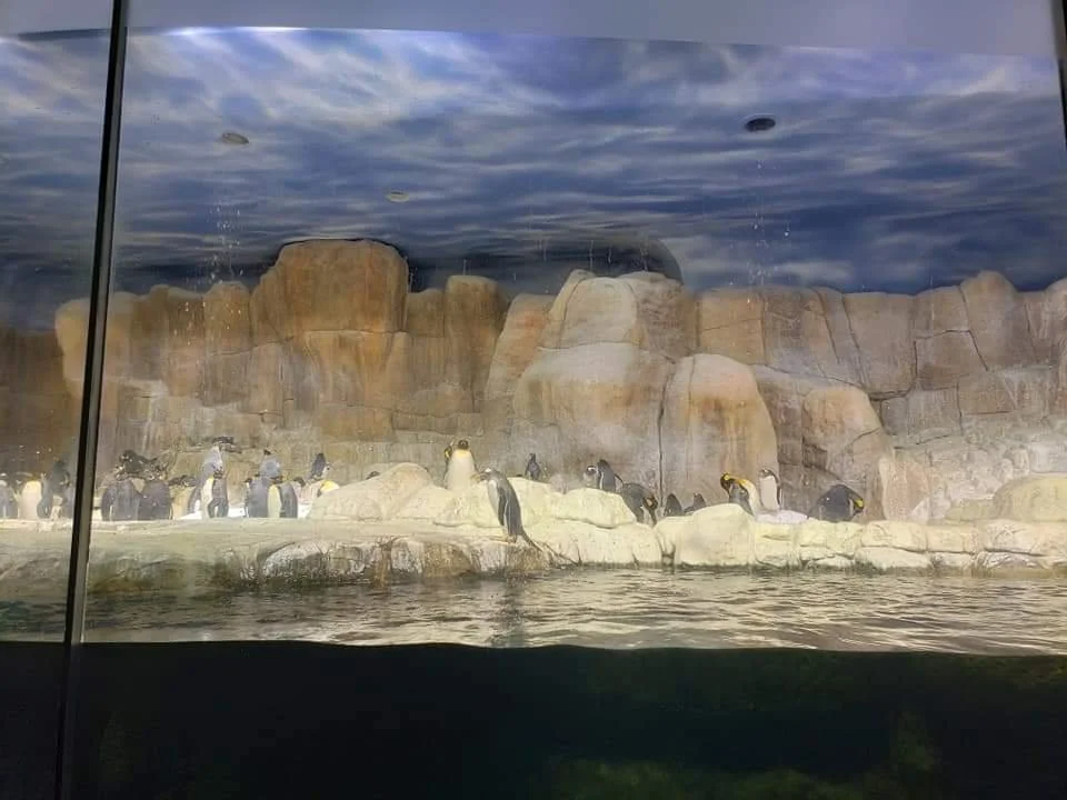 Henry Doorly Zoo Penguin Exhibit Installation, Commercial Installation, Decorative Finishes & plaster by Custom Artisan Finishes