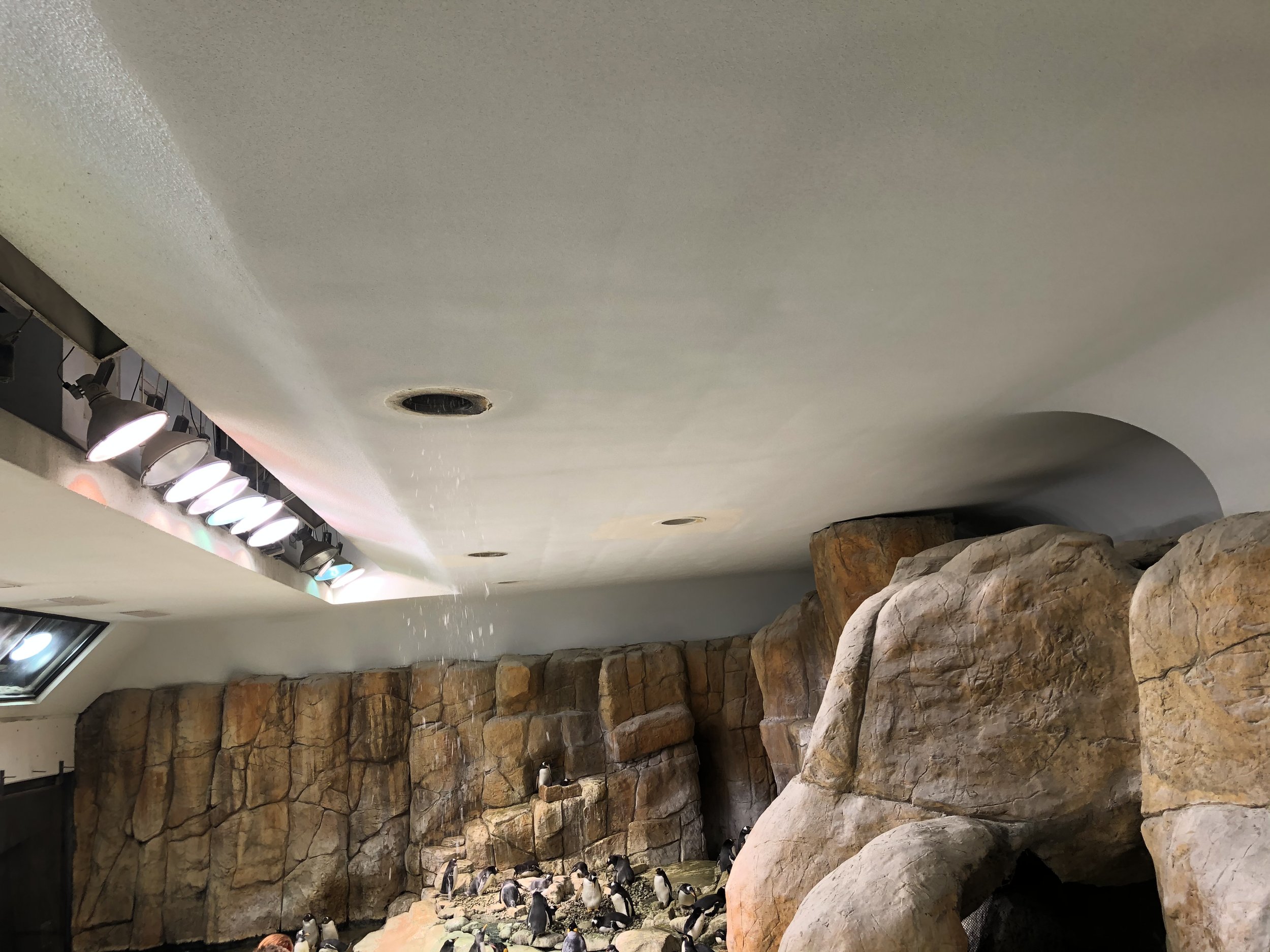 Henry Doorly Zoo Penguin Exhibit Installation, Commercial Installation, Decorative Finishes & plaster by Custom Artisan Finishes