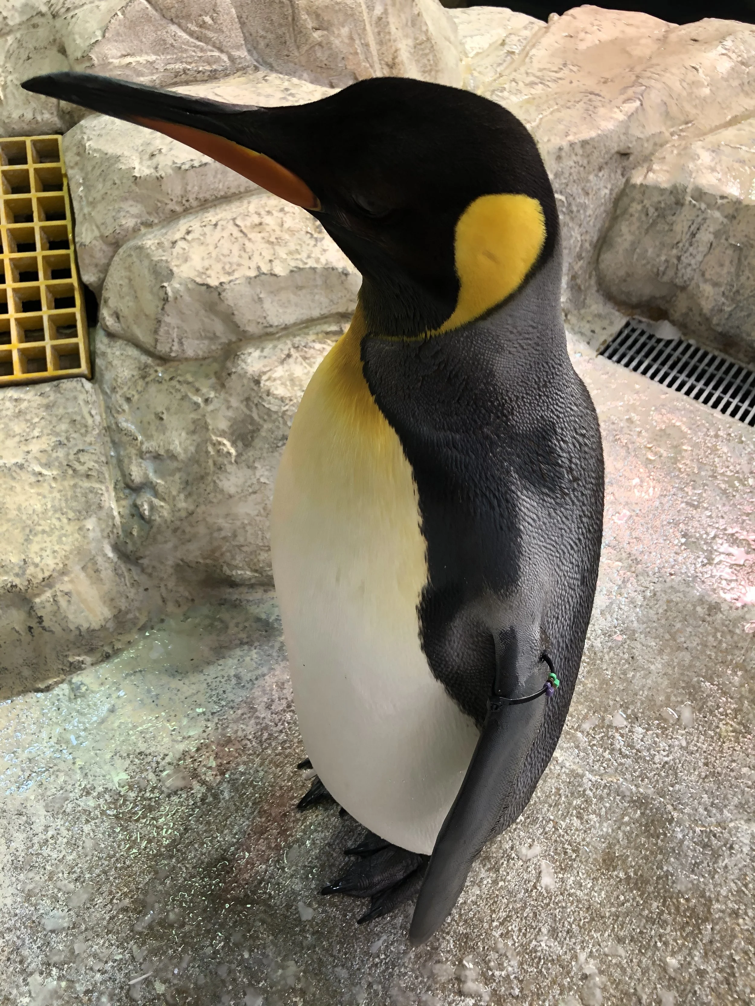 Henry Doorly Zoo Penguin Exhibit Installation, Commercial Installation, Decorative Finishes & plaster by Custom Artisan Finishes