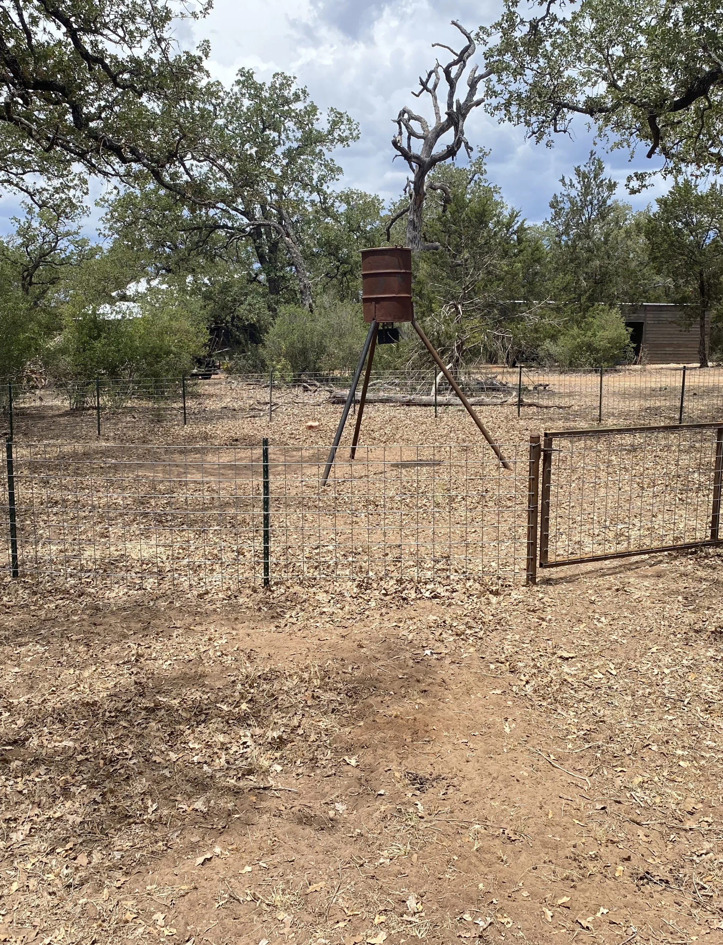Deer Feeder.jpg