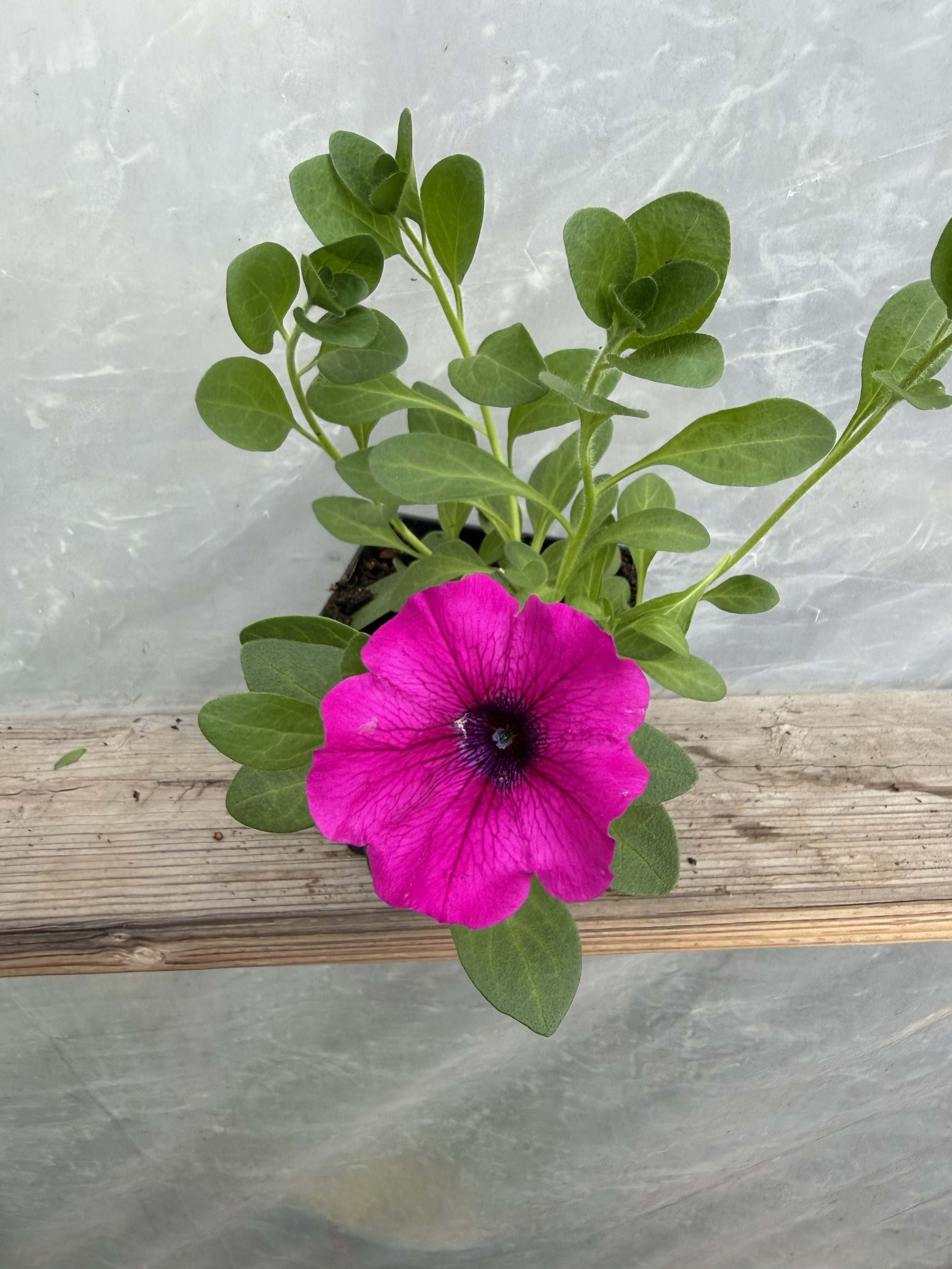 Vibrant purple petunia flowers in bloom with green leaves.